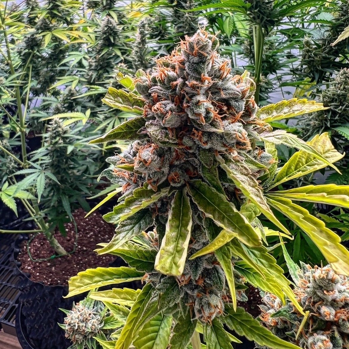 Og Kearth Mimosa Cake, Bruce Banner