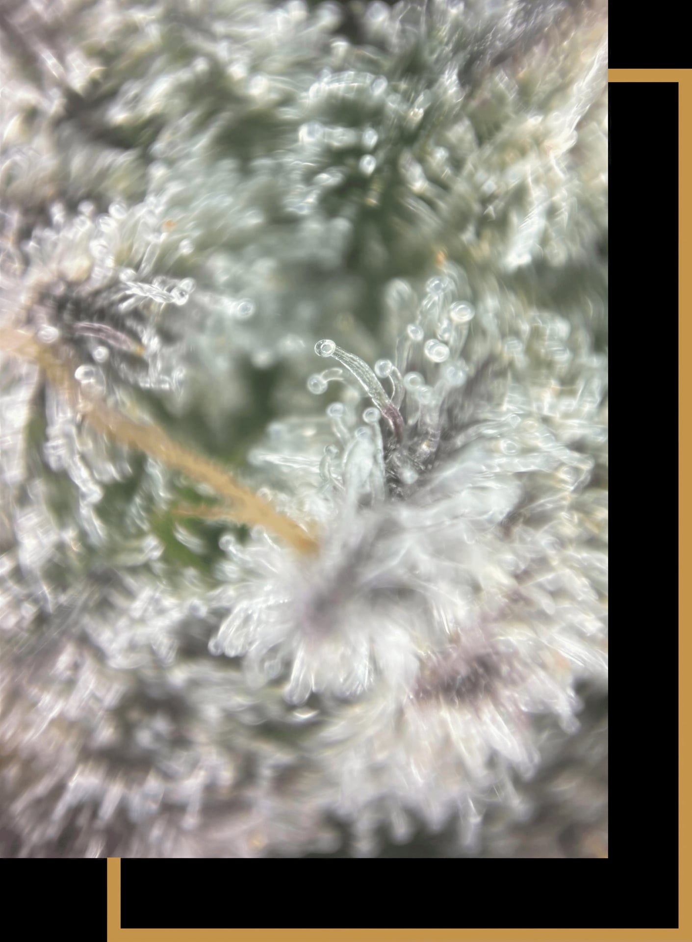 CSC Sativum E. V.