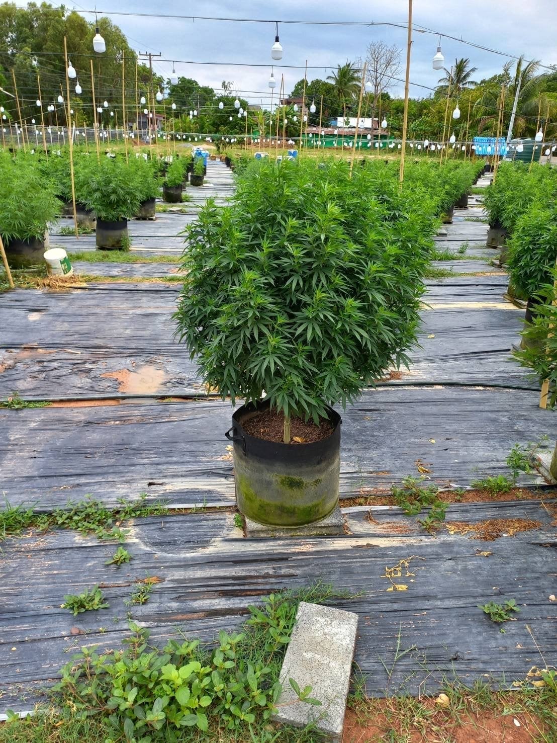 Healthy Choice Farm
