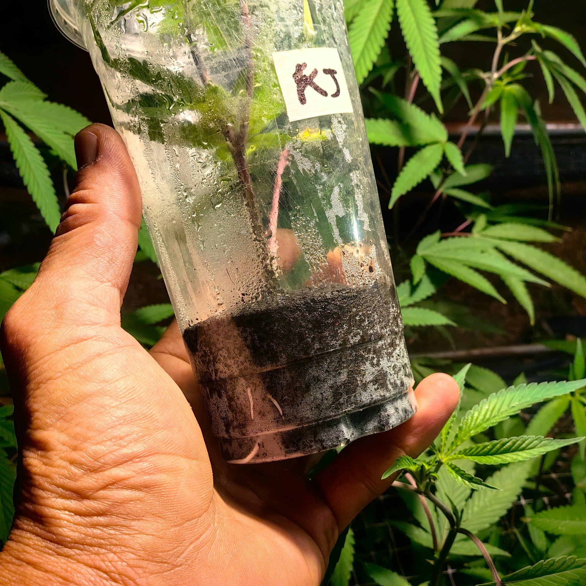 Dinlan Cannabis
