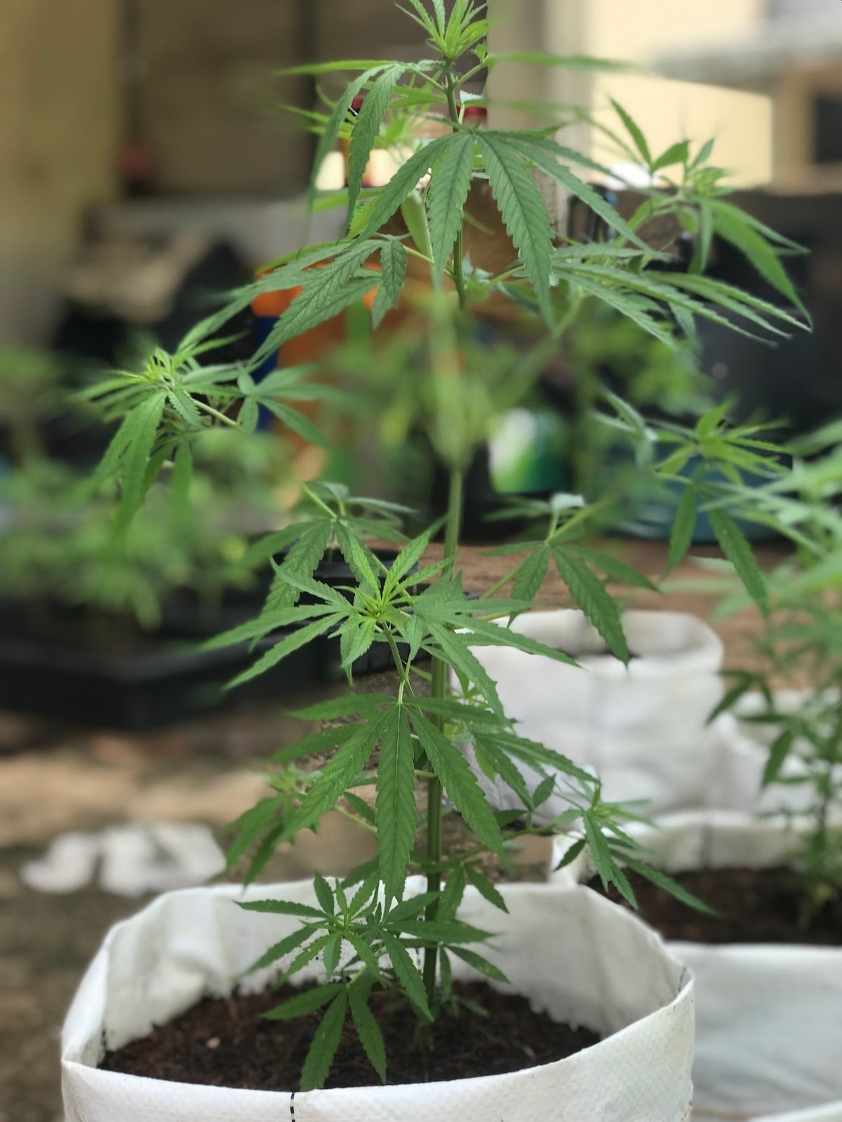 Station Cannabis