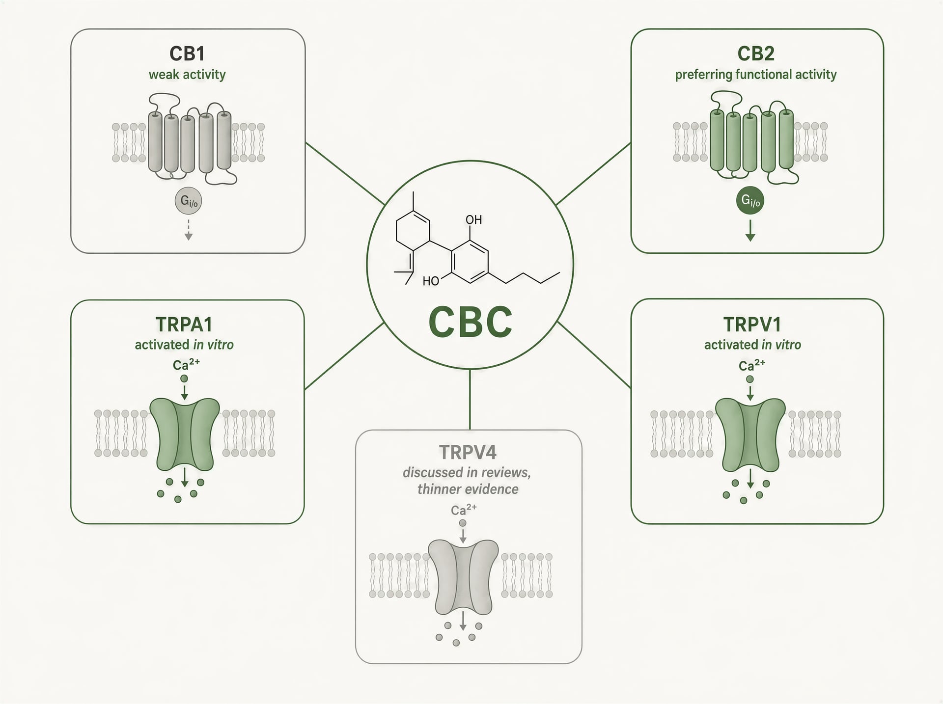 Schematic showing CBC activity at TRPA1, TRPV1, CB2, and weakly at CB1