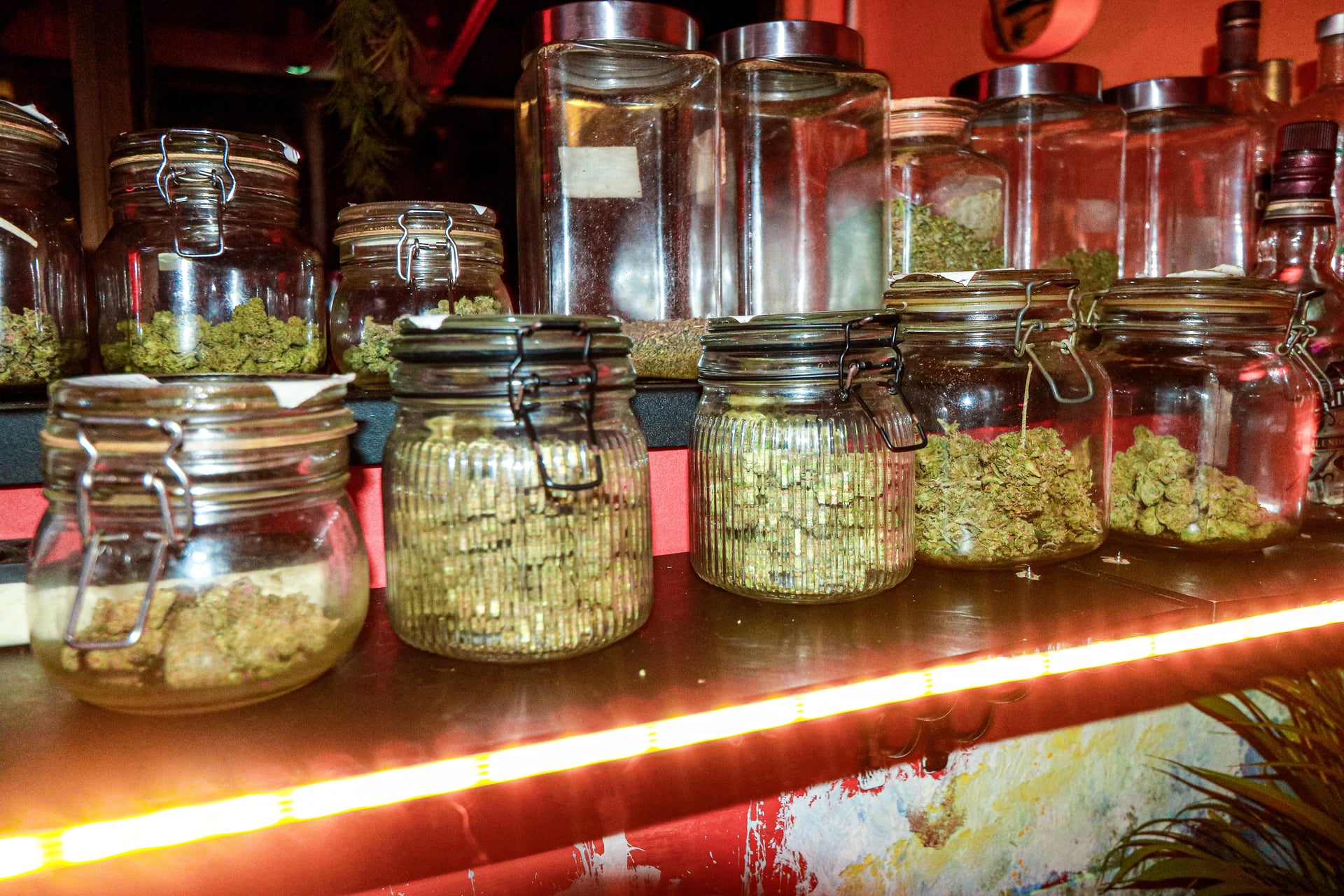 King Weed Cafe