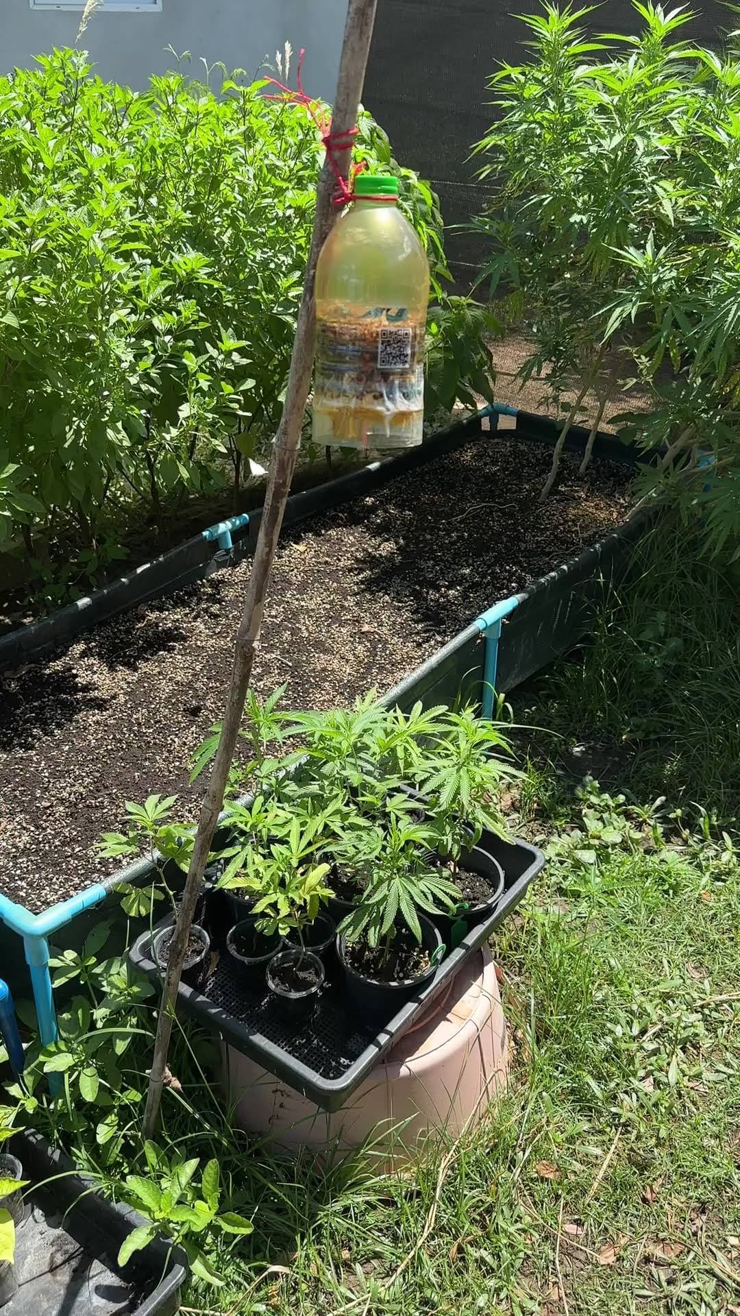 Mac Farm