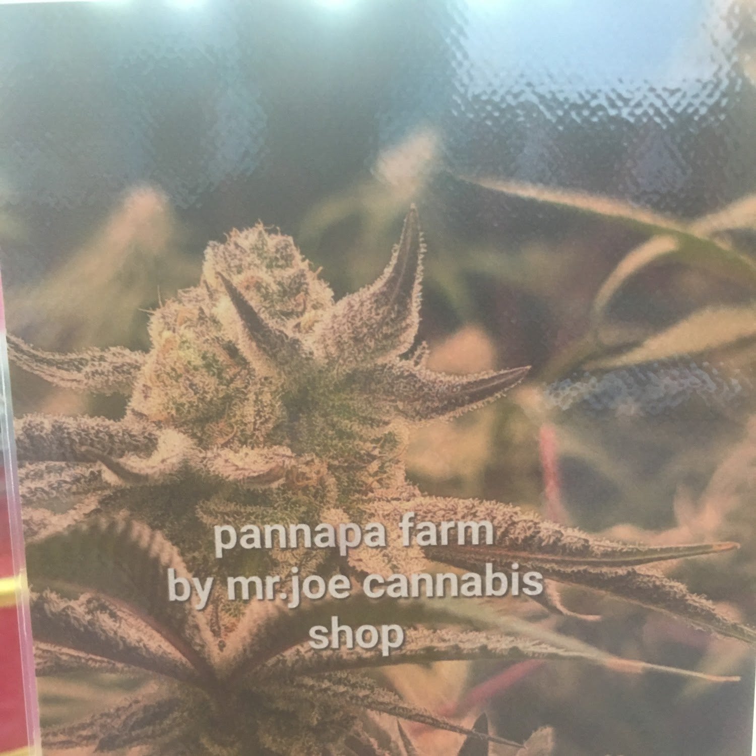 Pannapa Farm By Mr. Joe