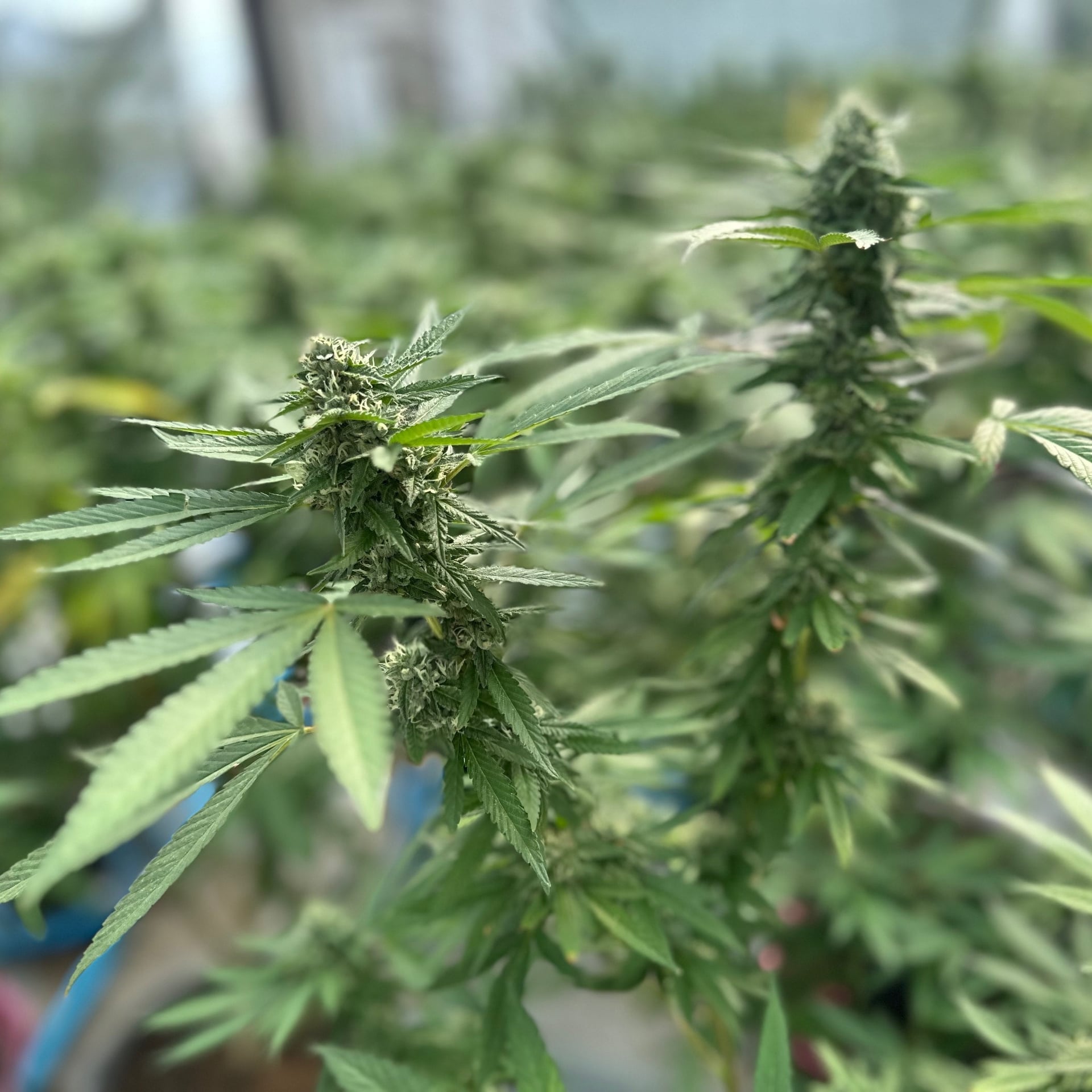 Yellow CannabiZ