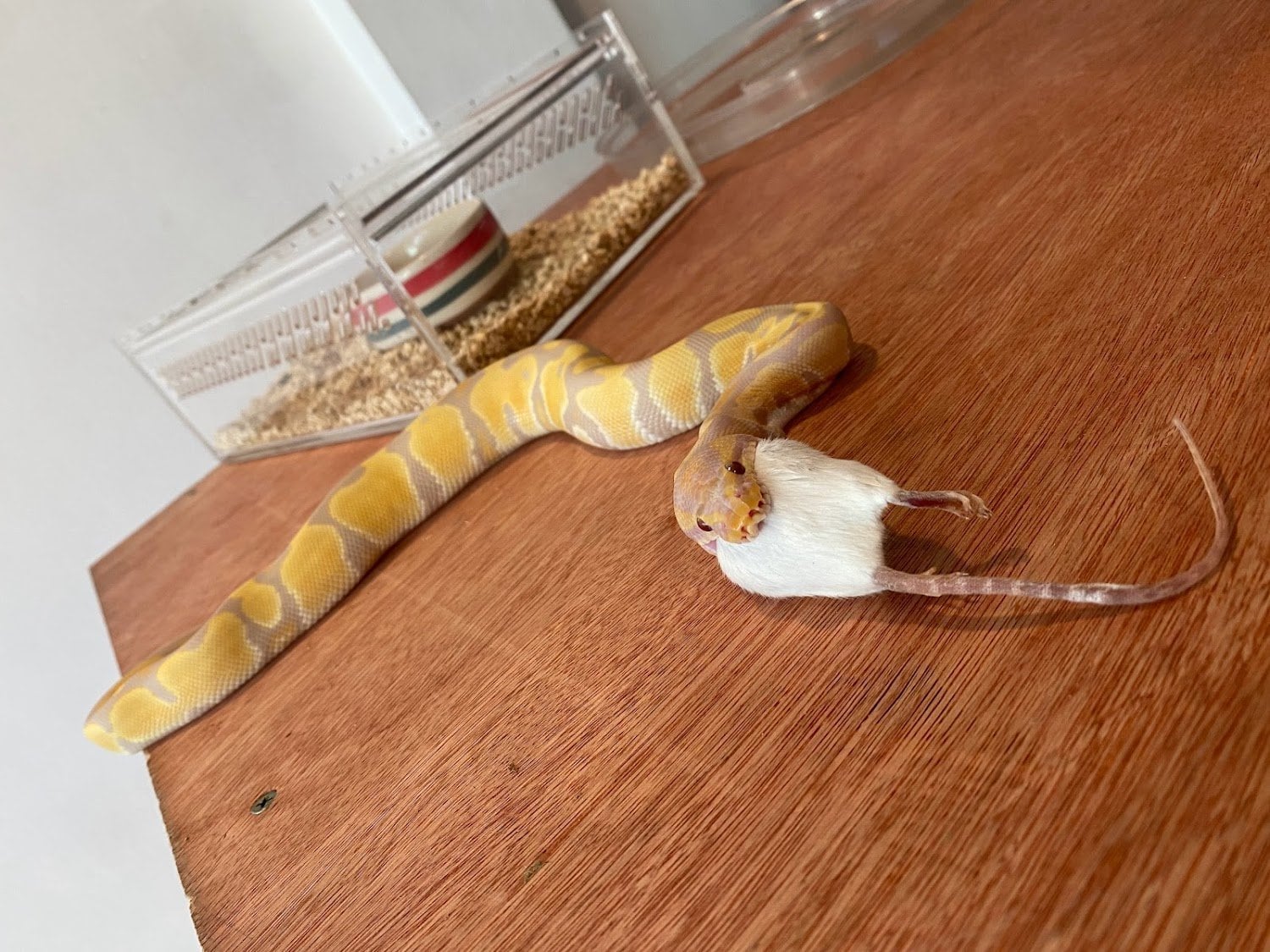 ExoticHouseCafe