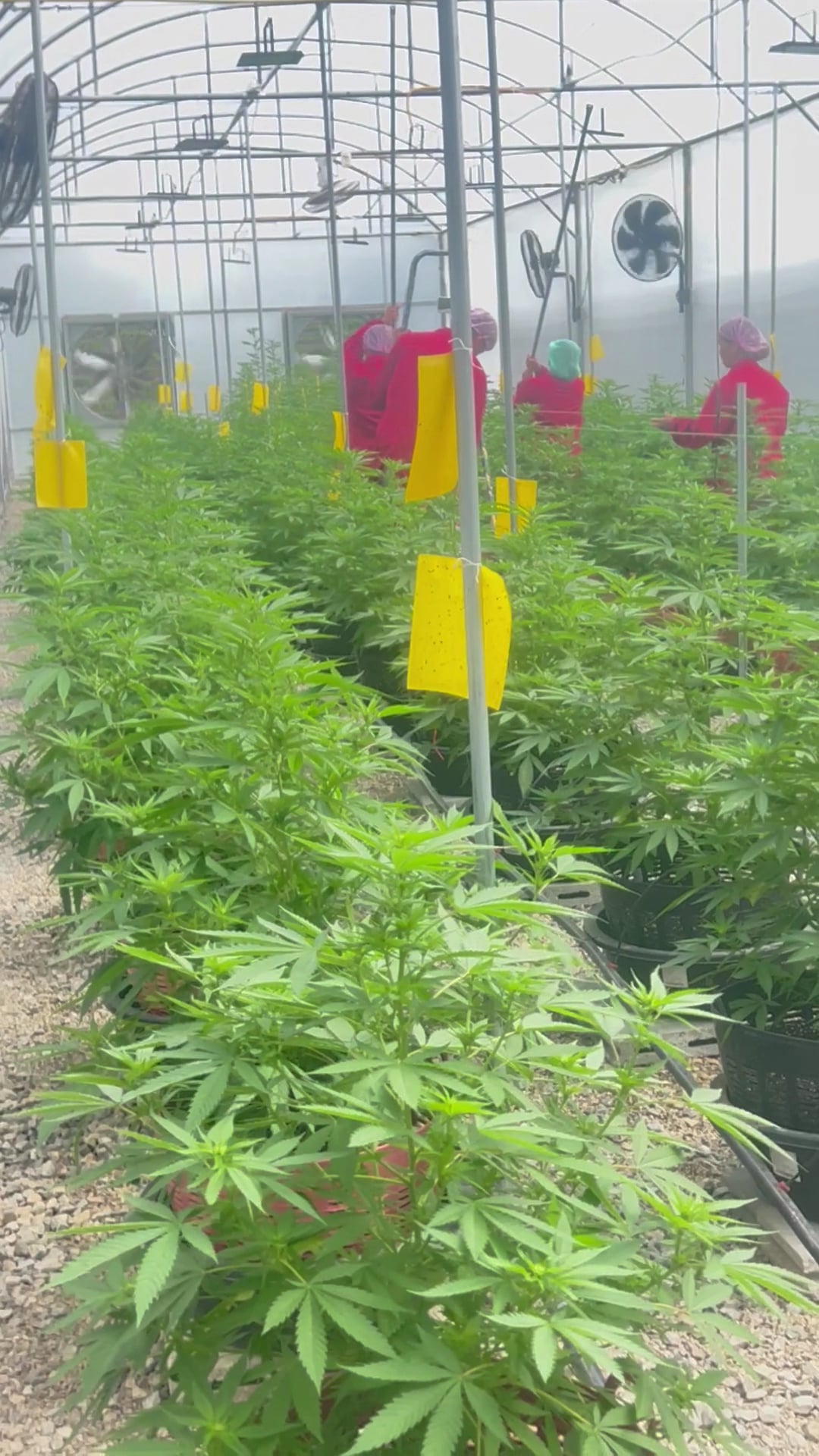 Global Partner Cannabis Farm