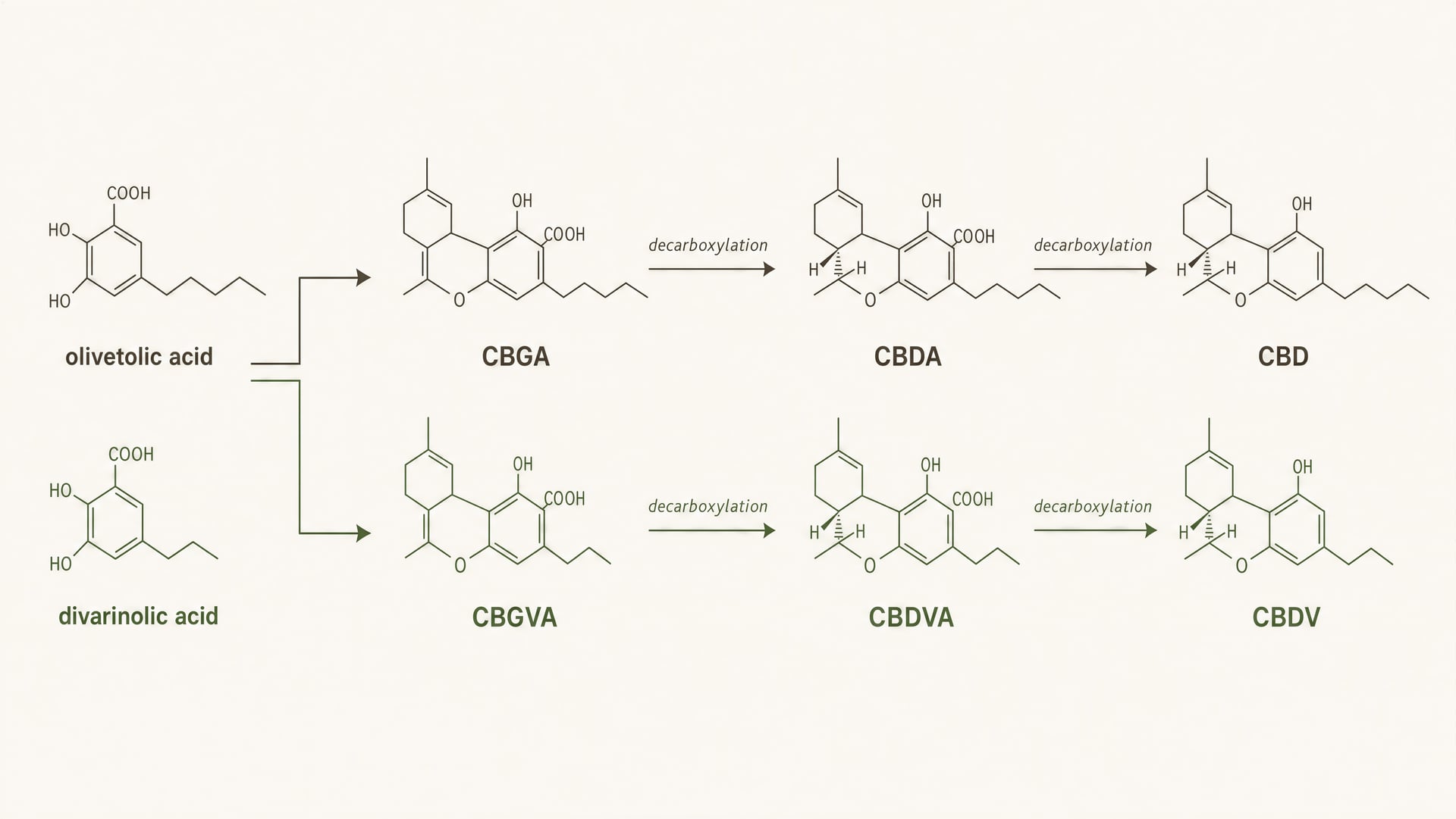 Schematic showing the pentyl pathway to CBD and the varin pathway to CBDV from different starter acids.