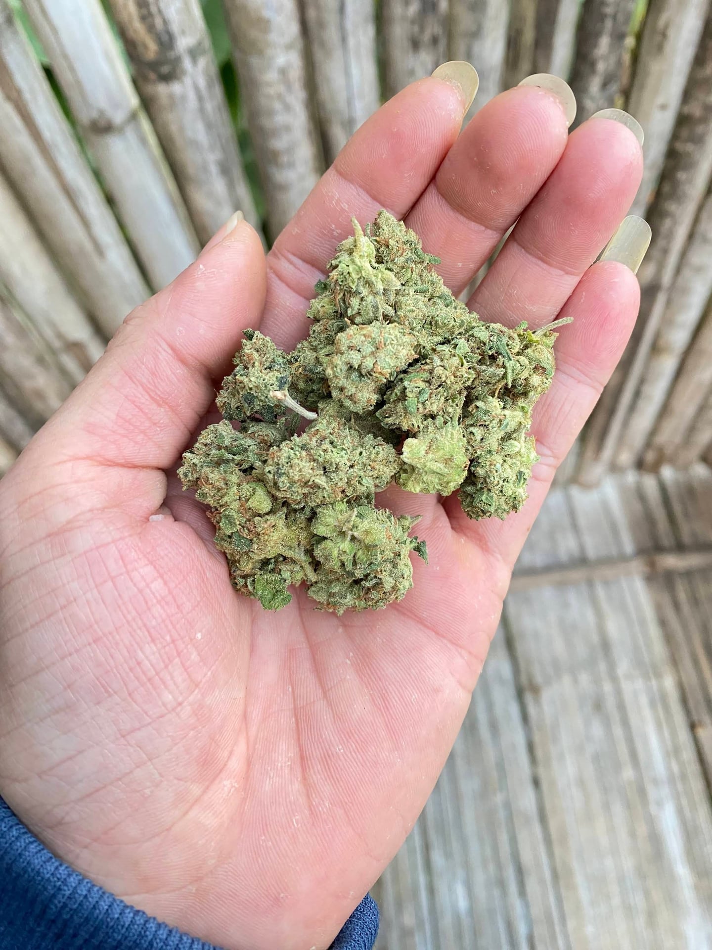Cosmos Cannabis
