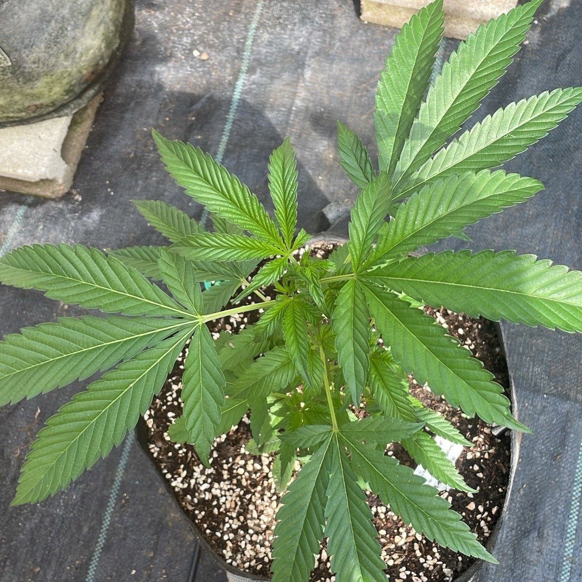 Konphanfarm