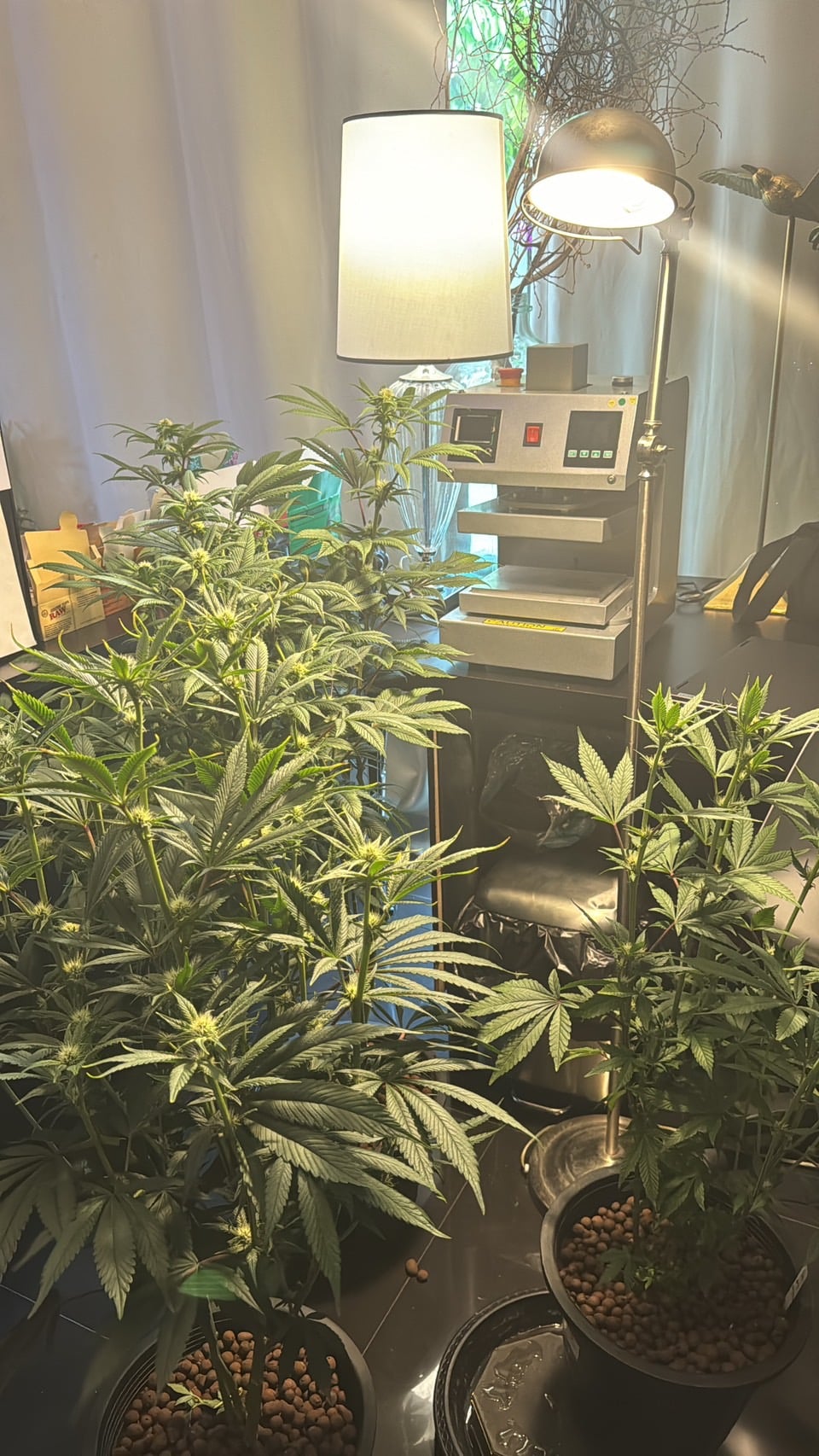 Ganj Labs