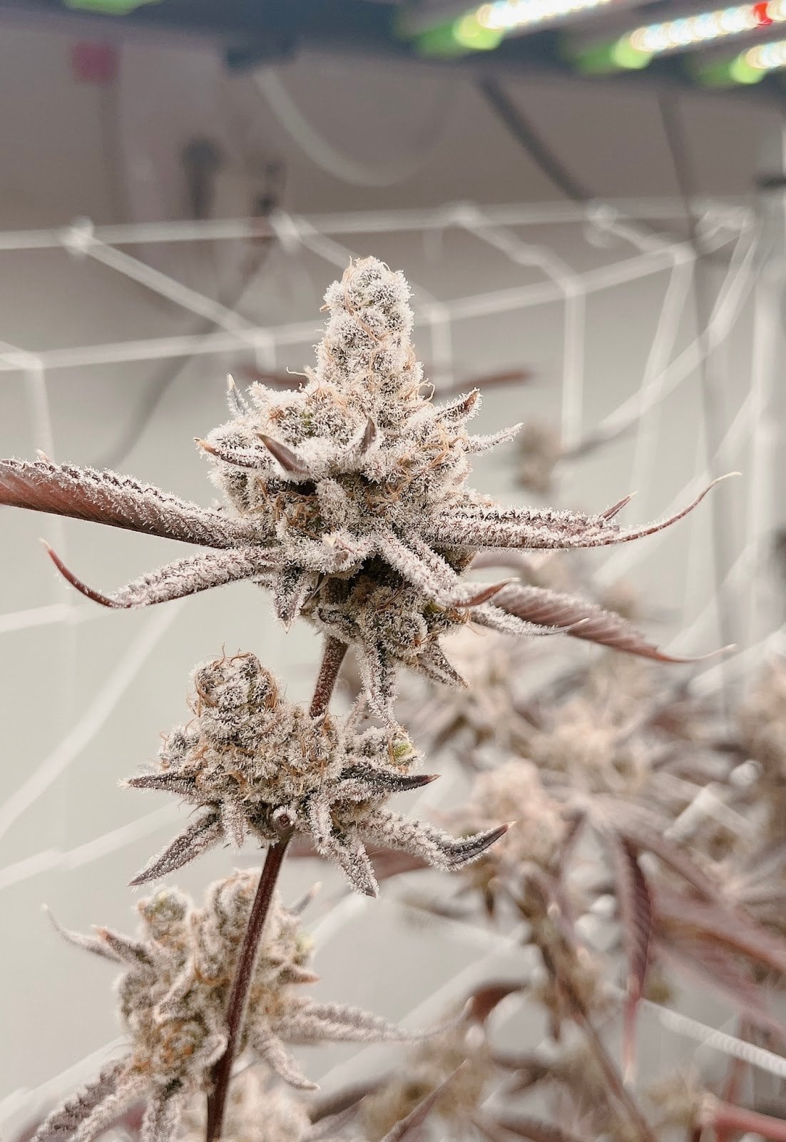Bluedream Cannabis Home Grow OG
