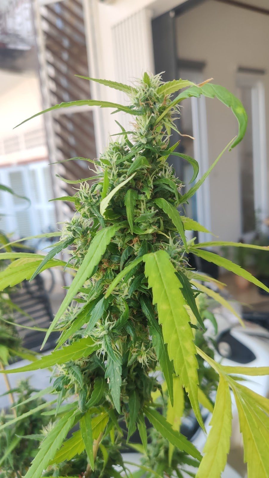 24Weed