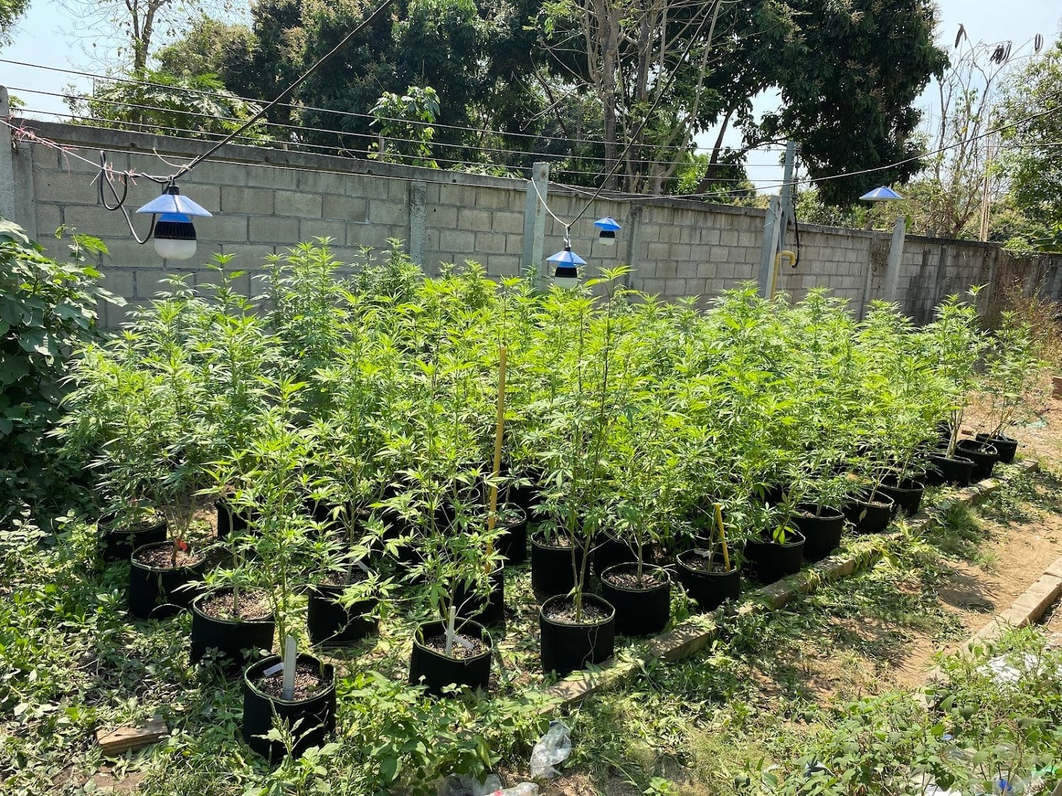 Superbud Farm
