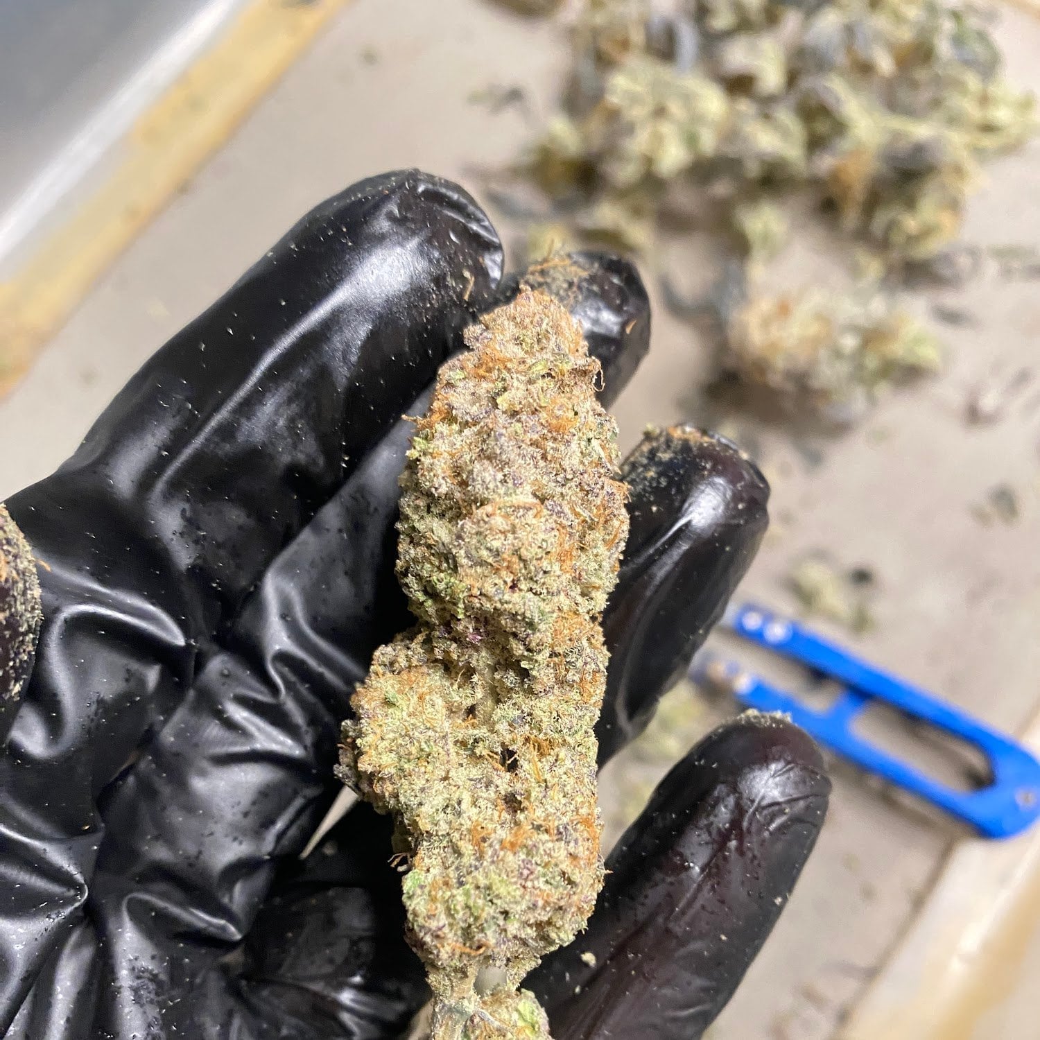 24 & Cannabis