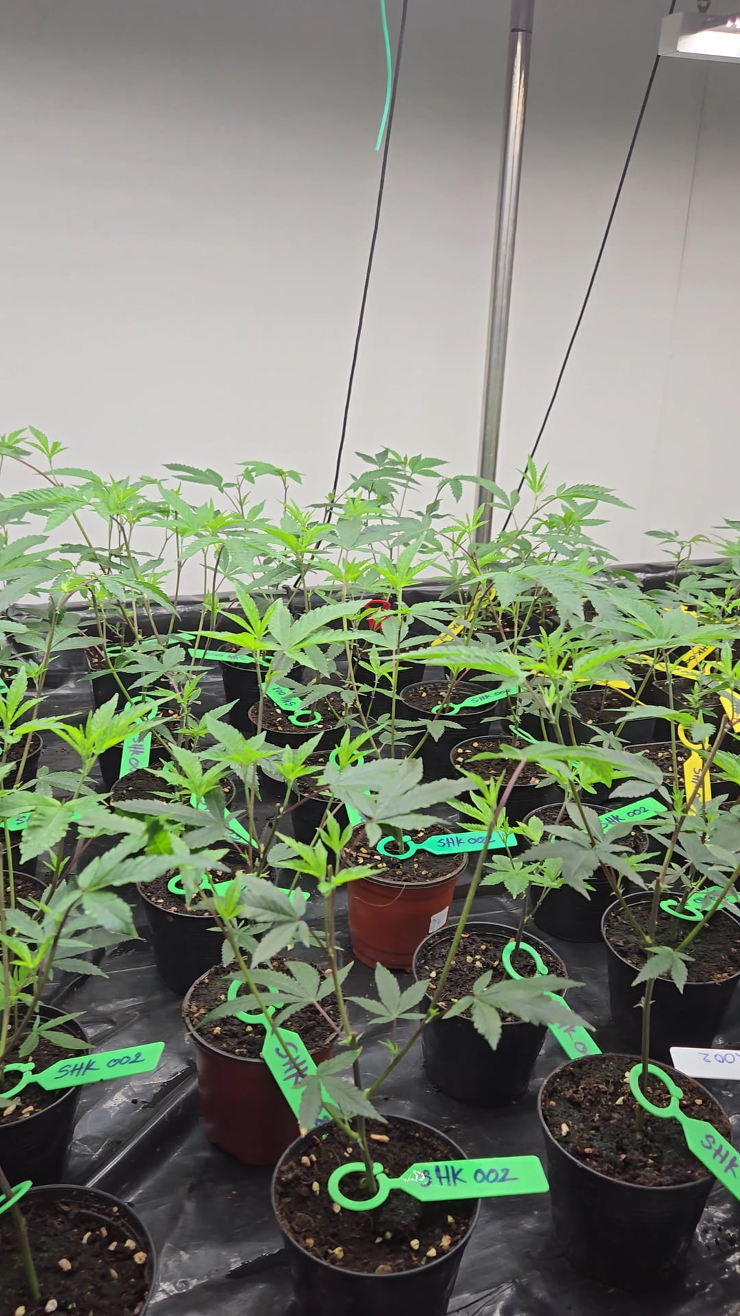 Weedland Medical