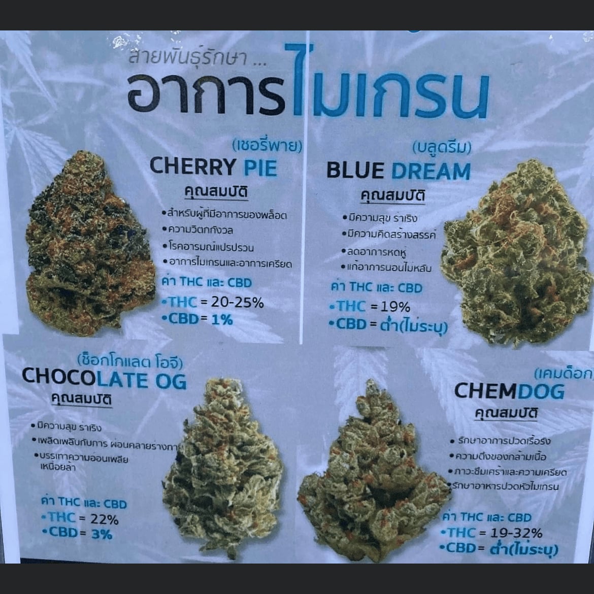 Coffeeshop Amsterdam. No.1 The Best Cannabis