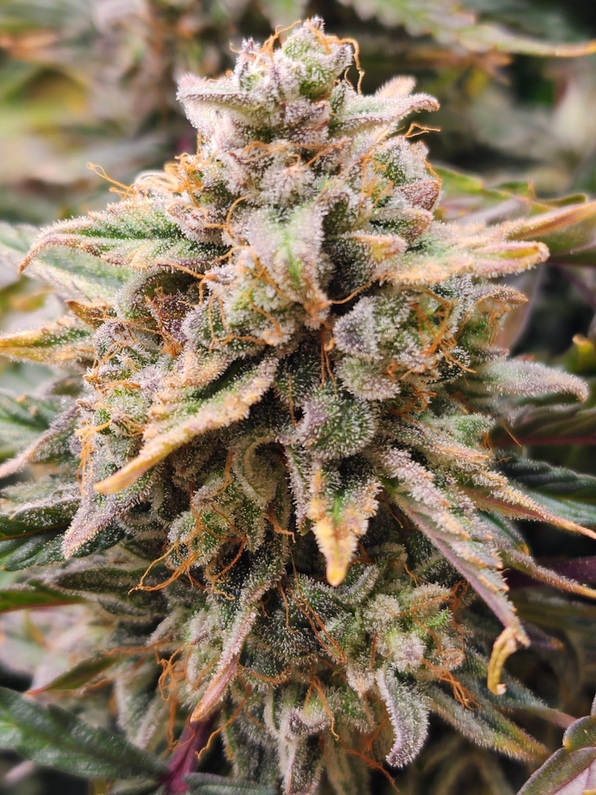 Happy Brick Cannabis