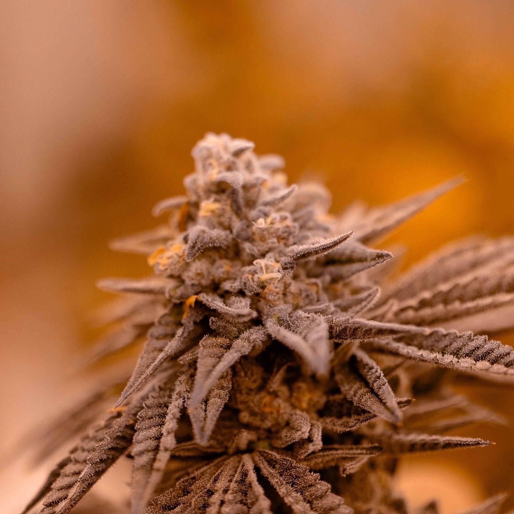 Thai Kush Company