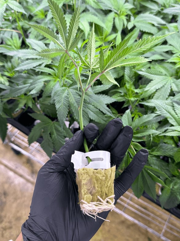 Hidden Valley Genetics