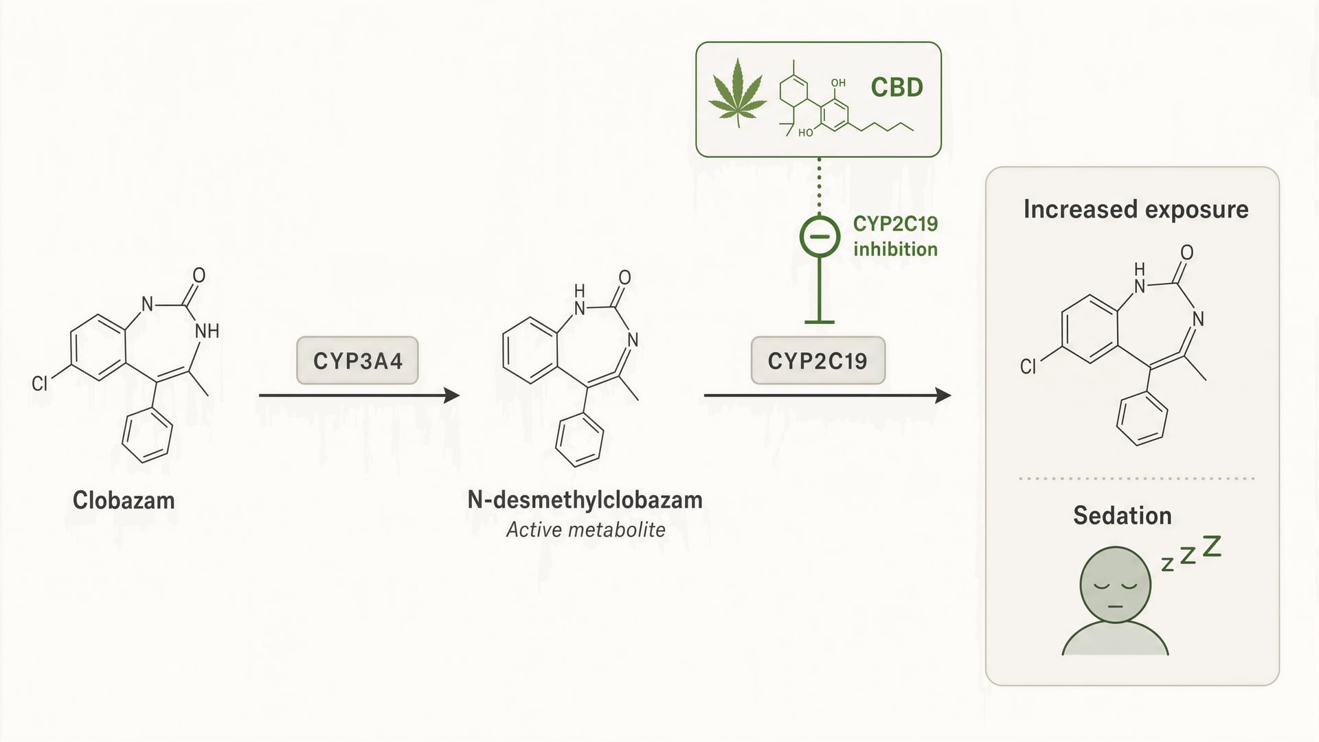 Interacties tussen cannabis en geneesmiddelen: CBD, THC en CYP450