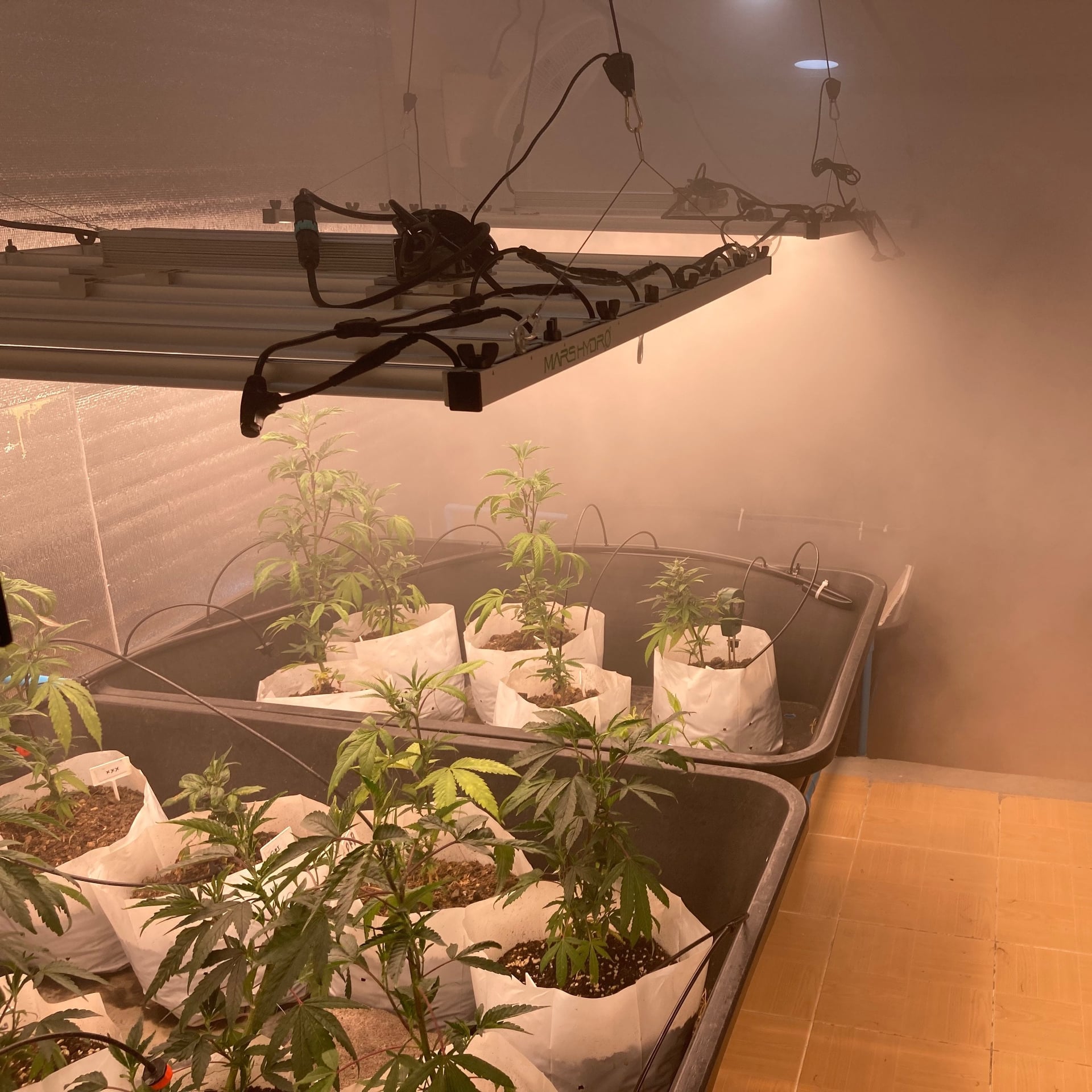 Cannabis Sonta Garden