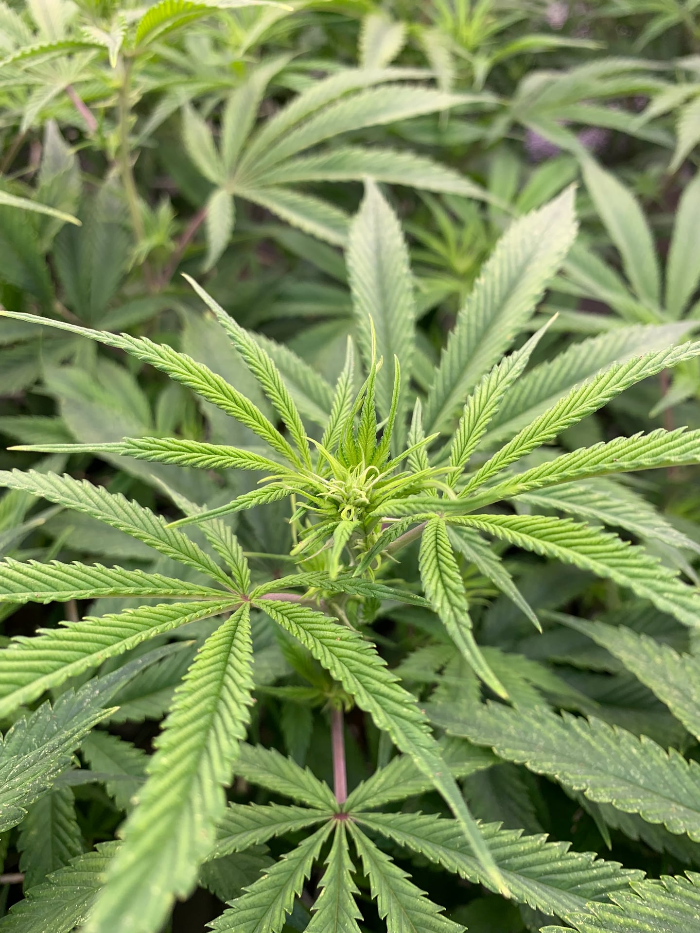 MR.Surprise Cannabis