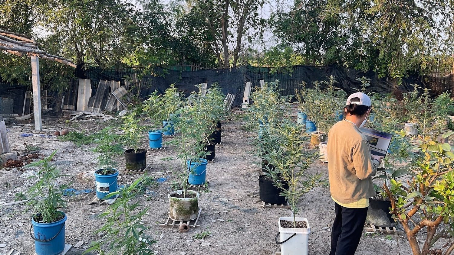 Bangrak Farm