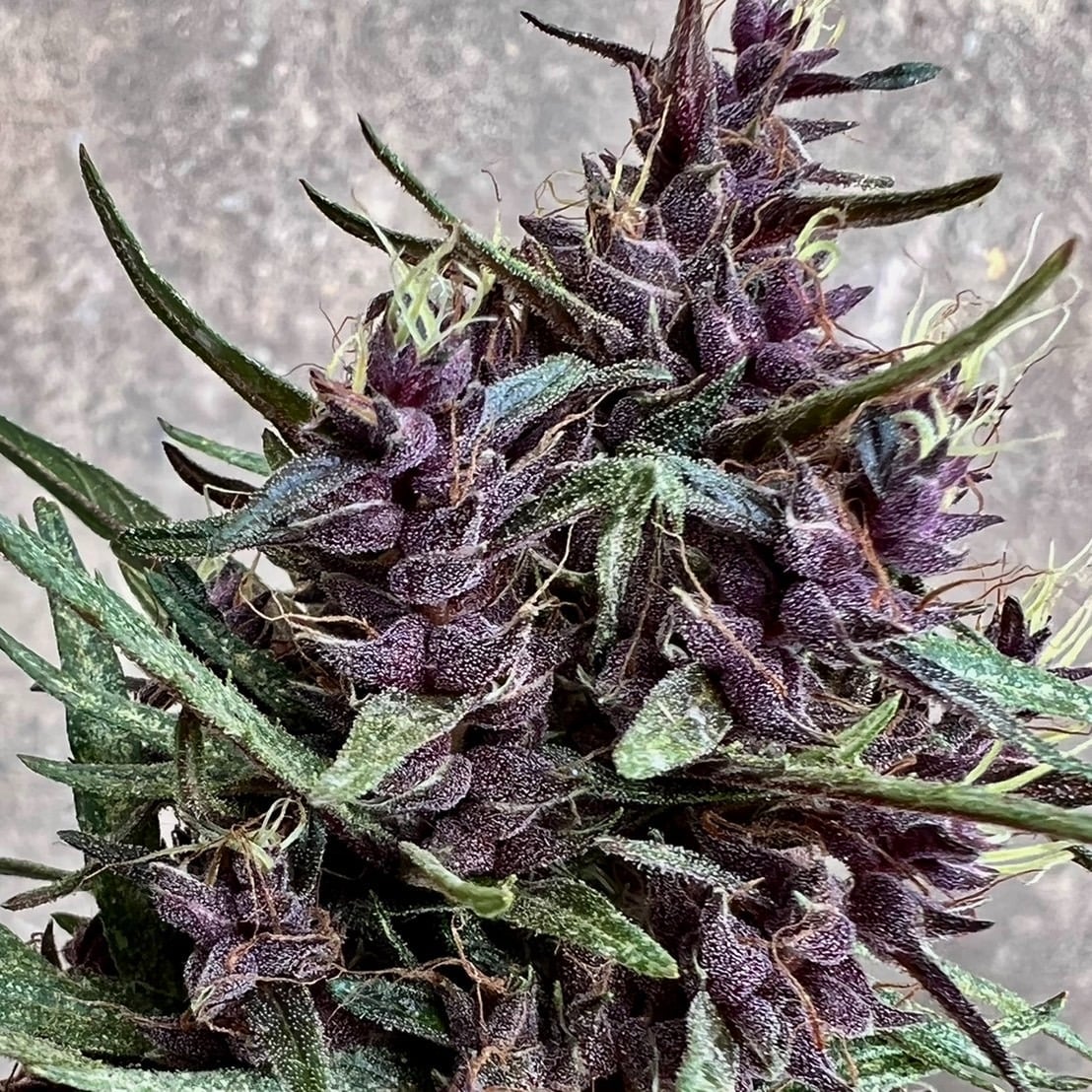 Leo Weed Pattaya