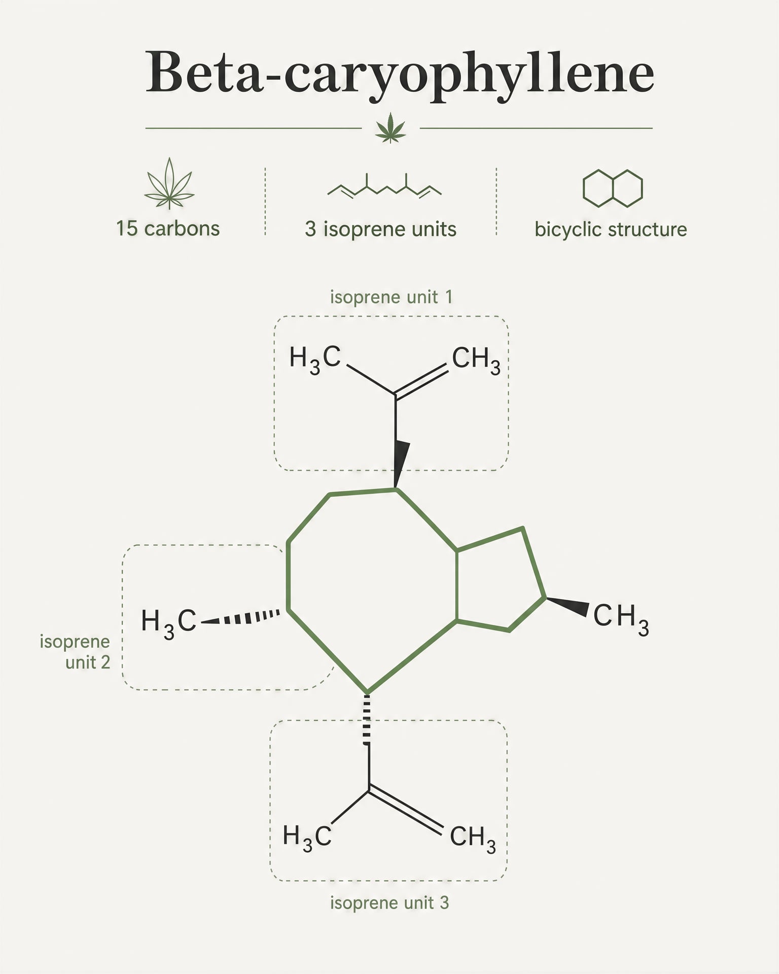 Beta-Caryophyllene: el único terpeno que se une a CB2