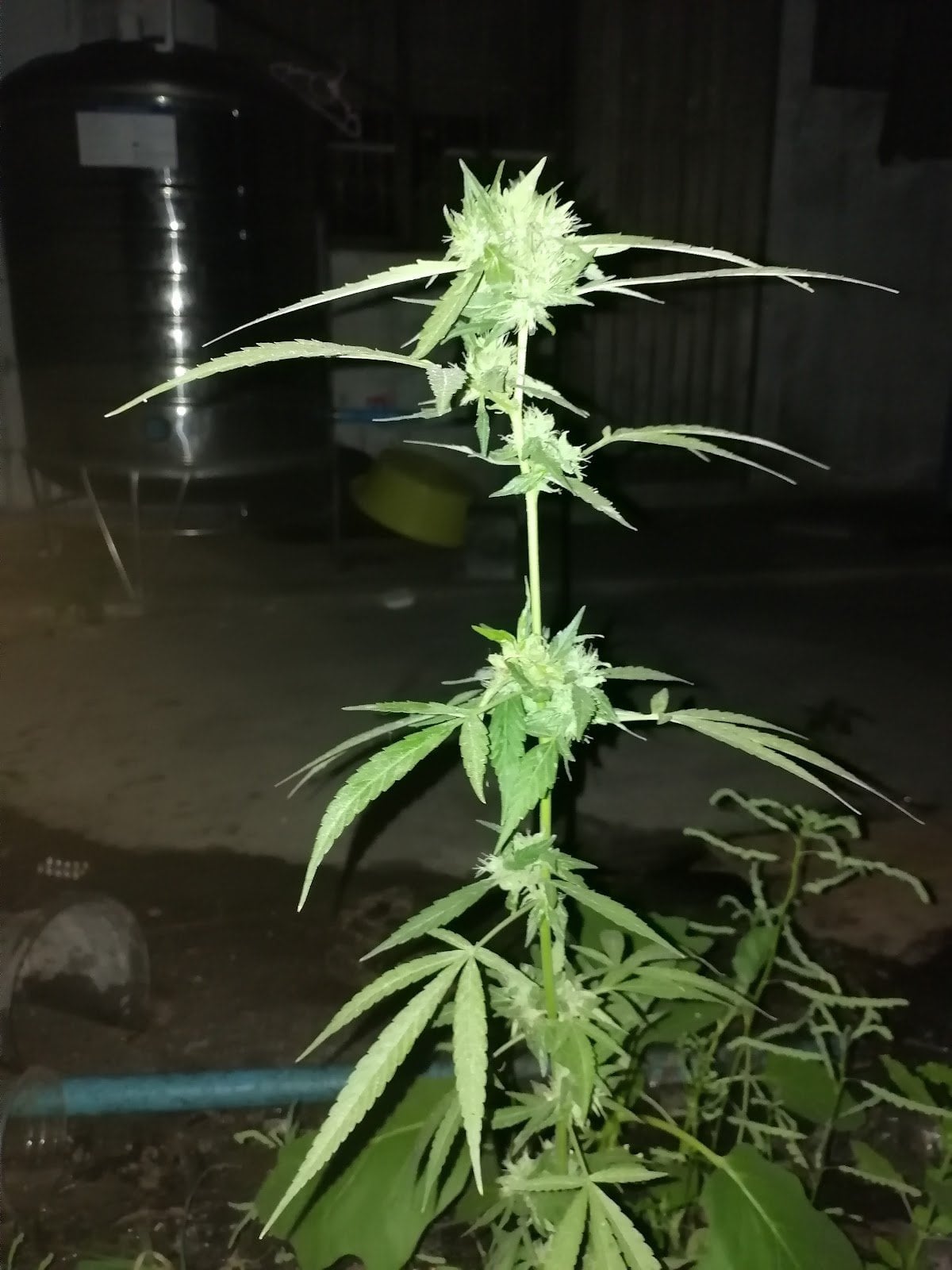 Niban Cannbes