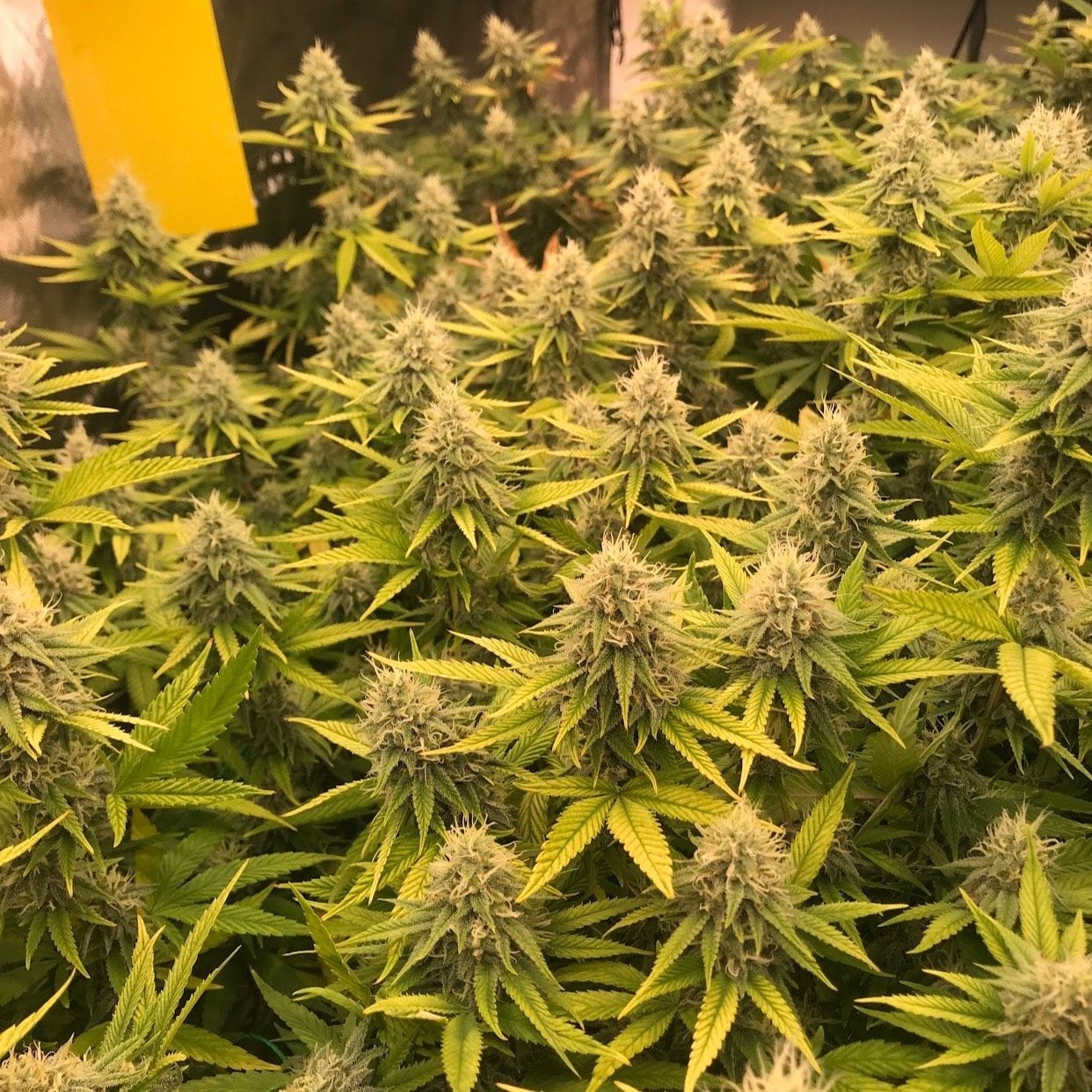 Nom Nom Cannabis