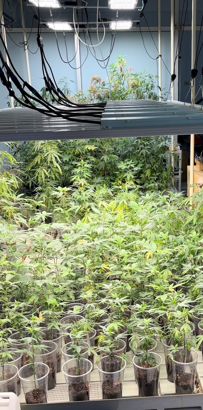 GHG 420 Organic Magix