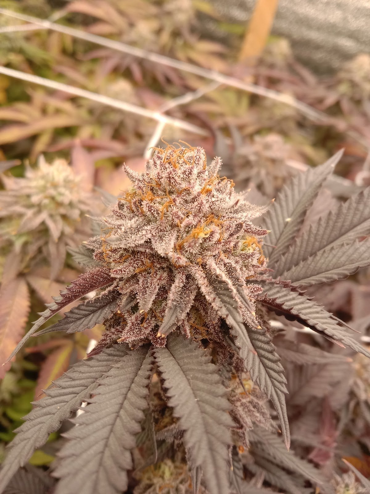Ecologic Cannabis Farm