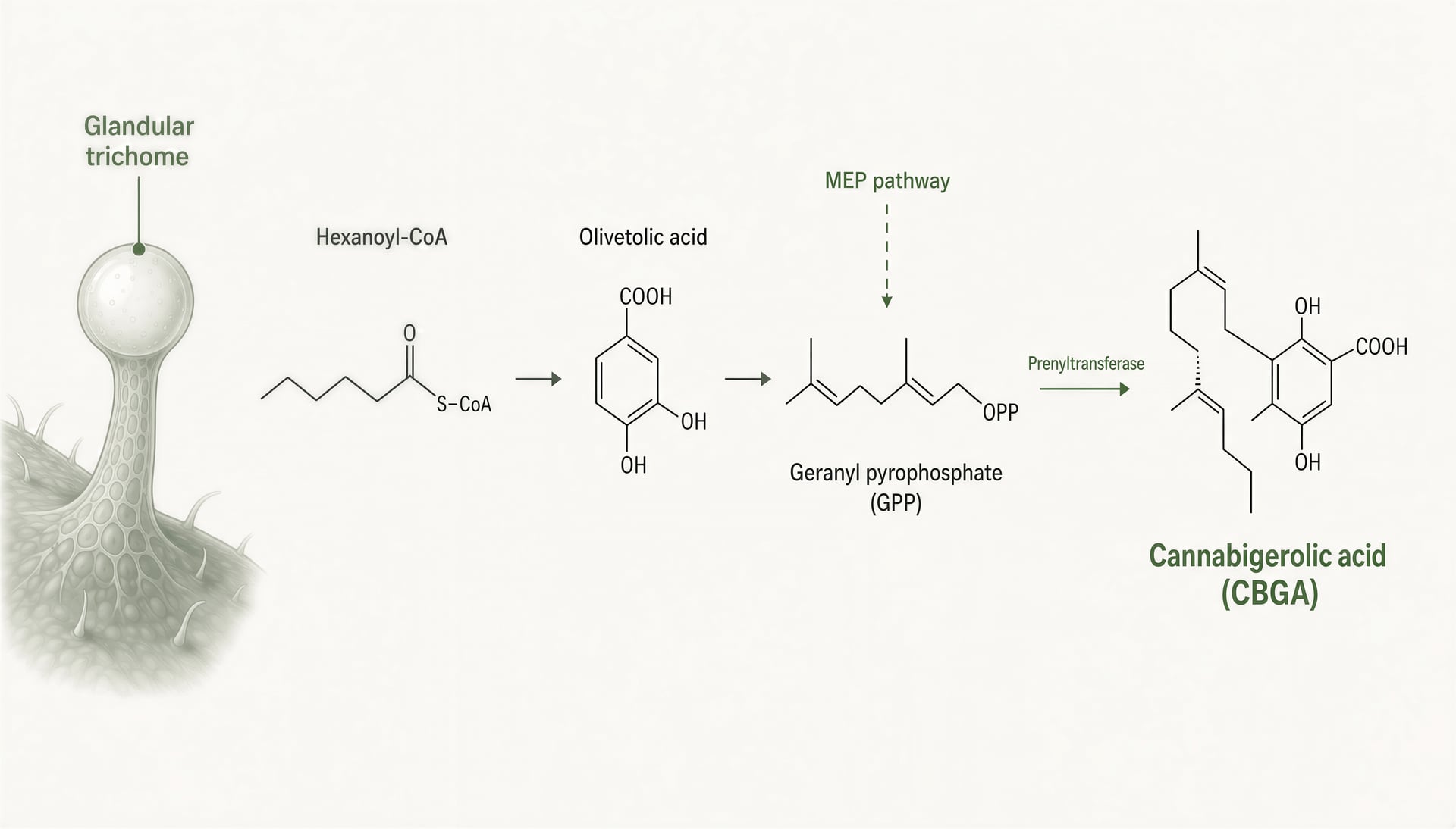 Diagram of olivetolic acid and geranyl pyrophosphate forming CBGA in a cannabis trichome.