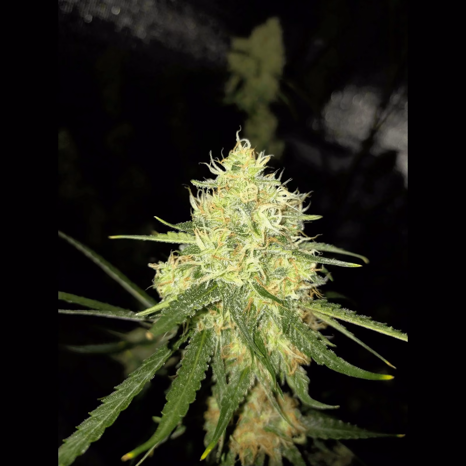 Cannabis Social Club G.Autoseeds in Udon Thani Logo