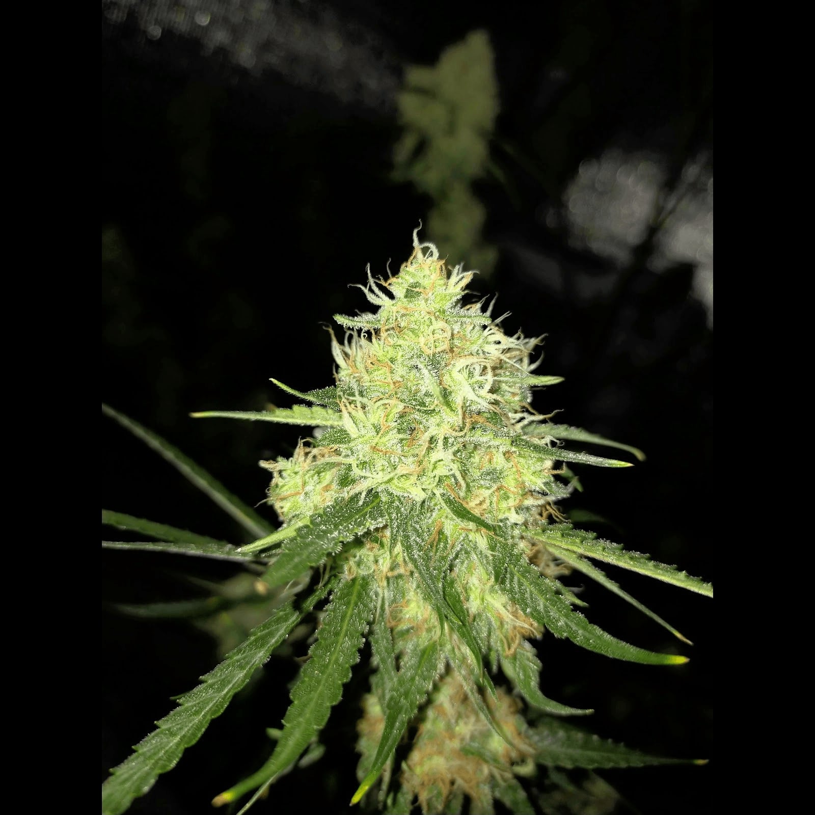 Cannabis Social Club G.Autoseeds in Udon Thani logo