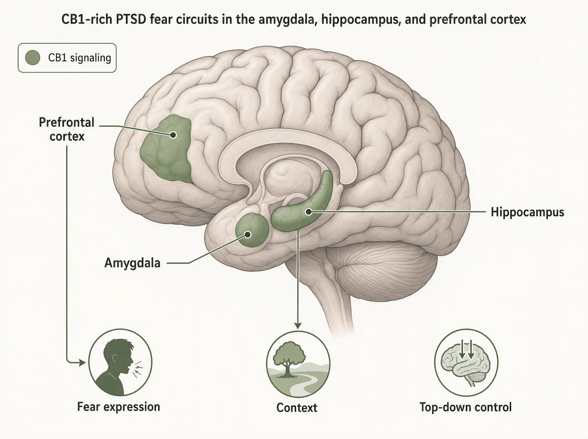 Cannabis und PTBS: THC, CBD, CBN, Evidenzüberblick