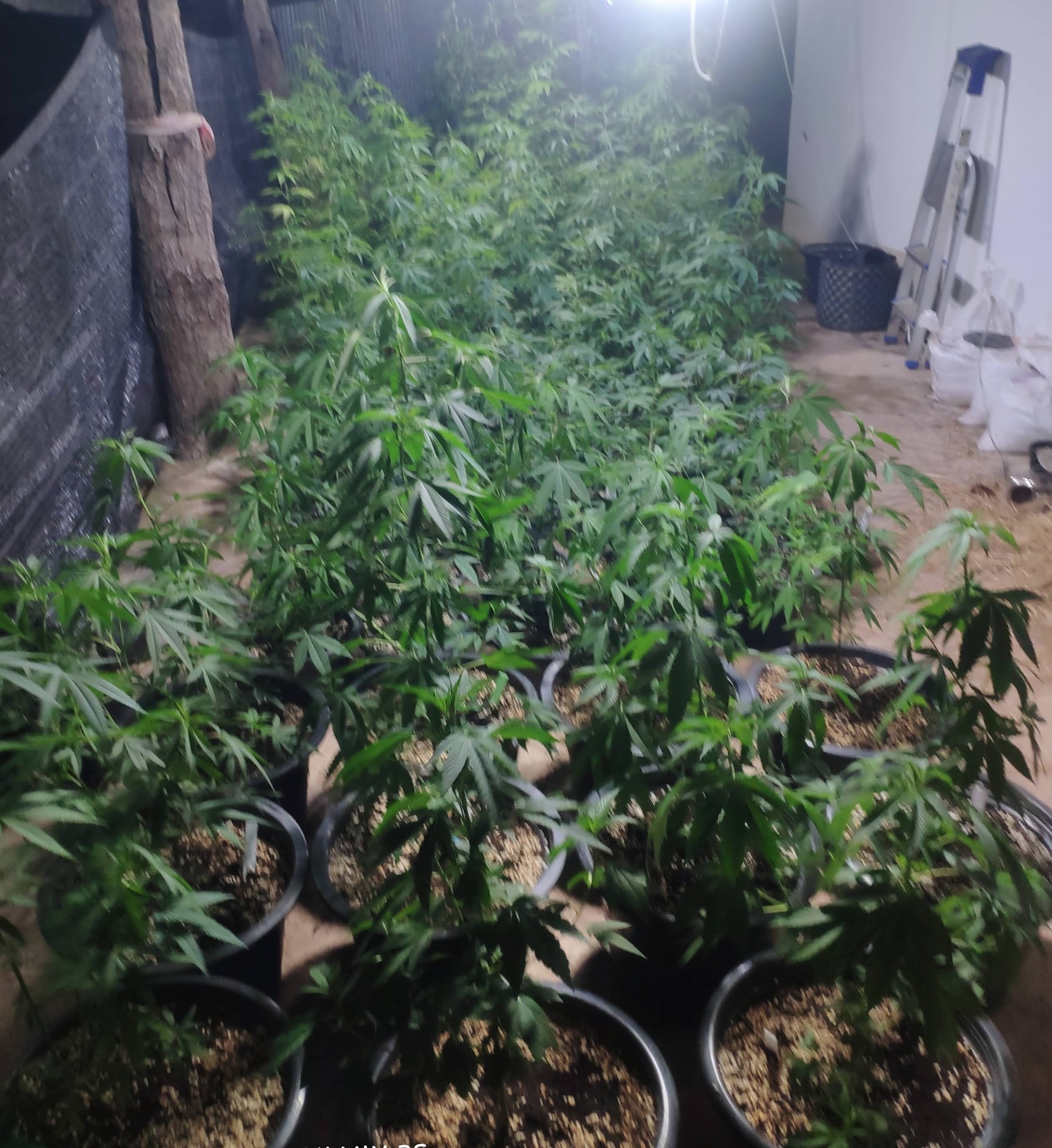 NGOGFarm