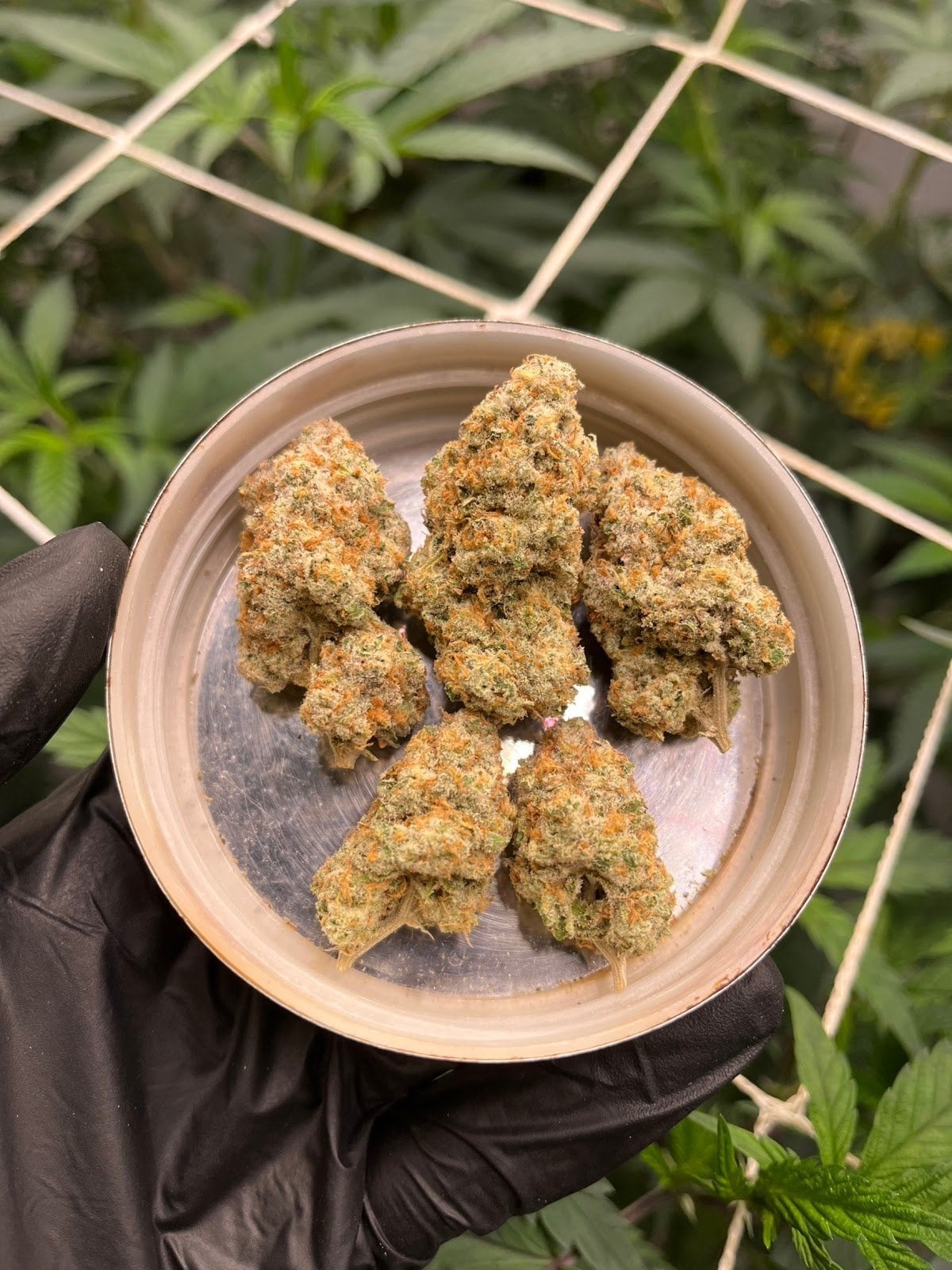 Monster Flowers