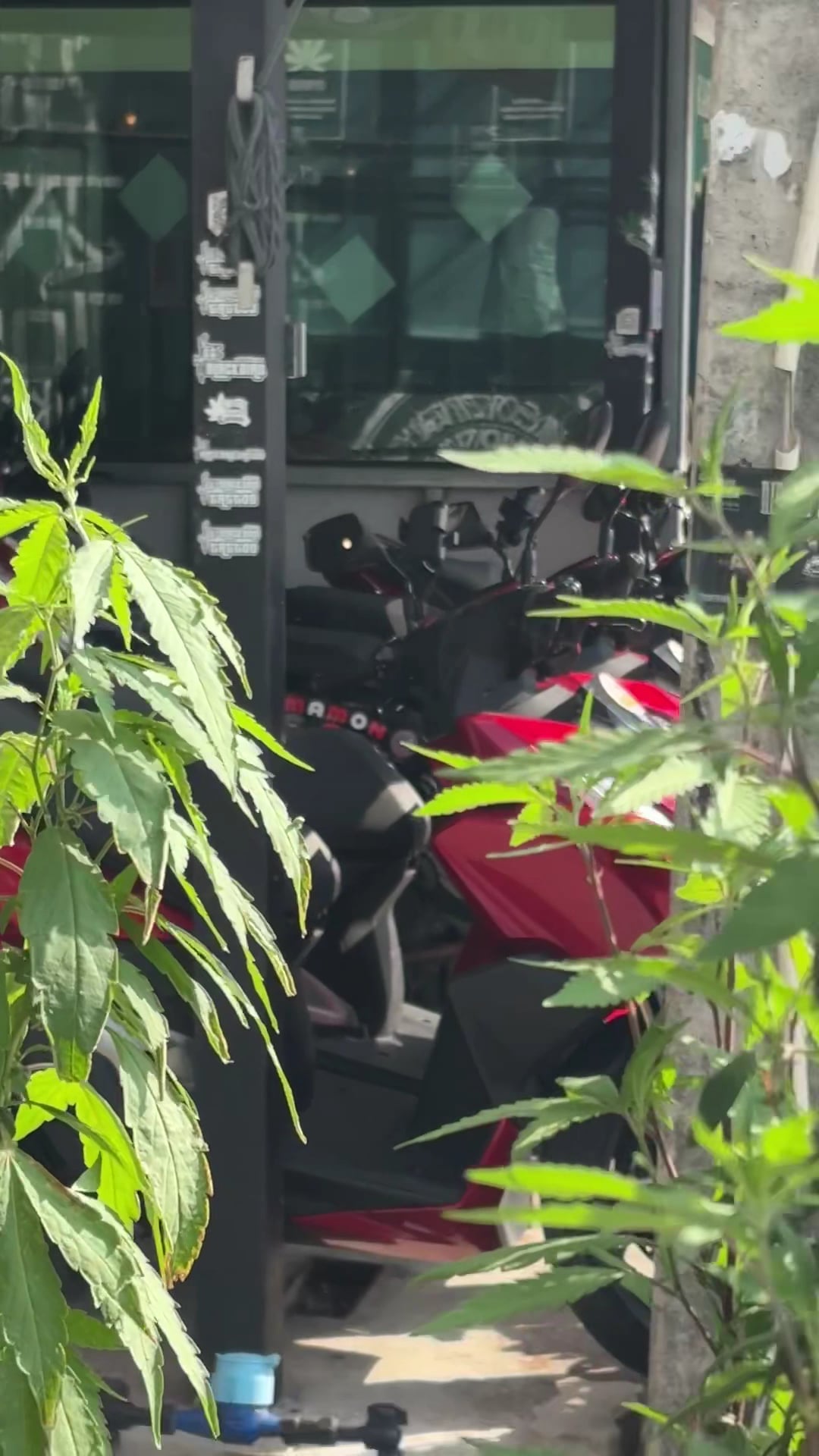 Blackbird Phuket Cannabis