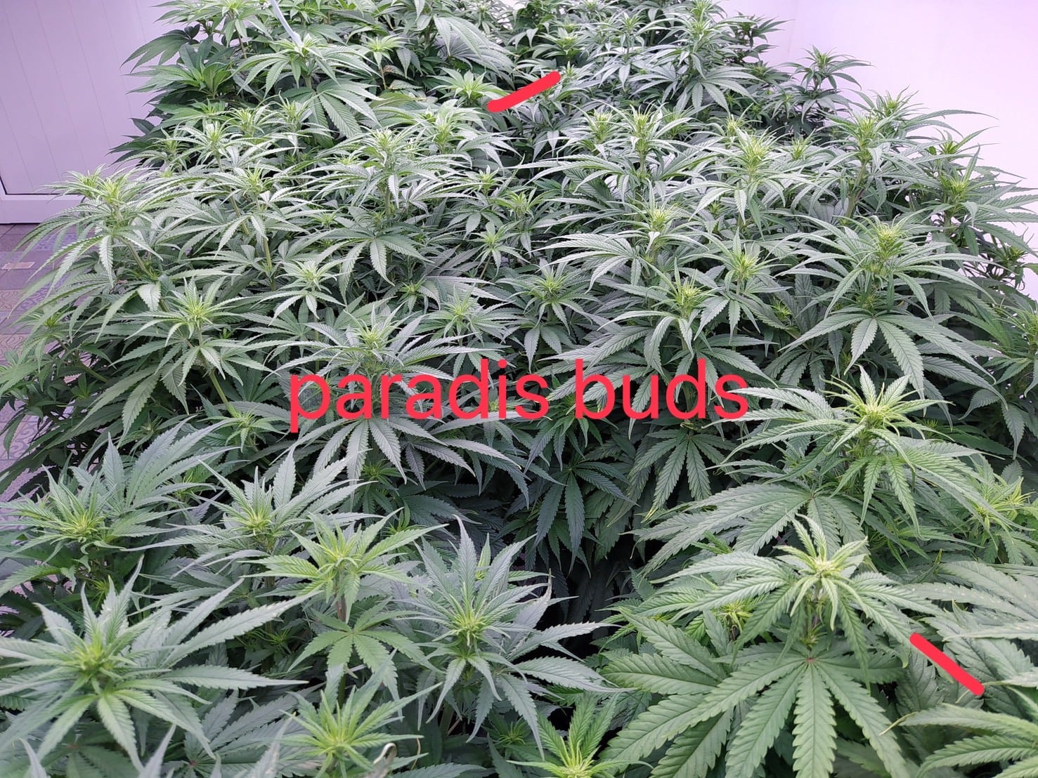 Paradis Buds