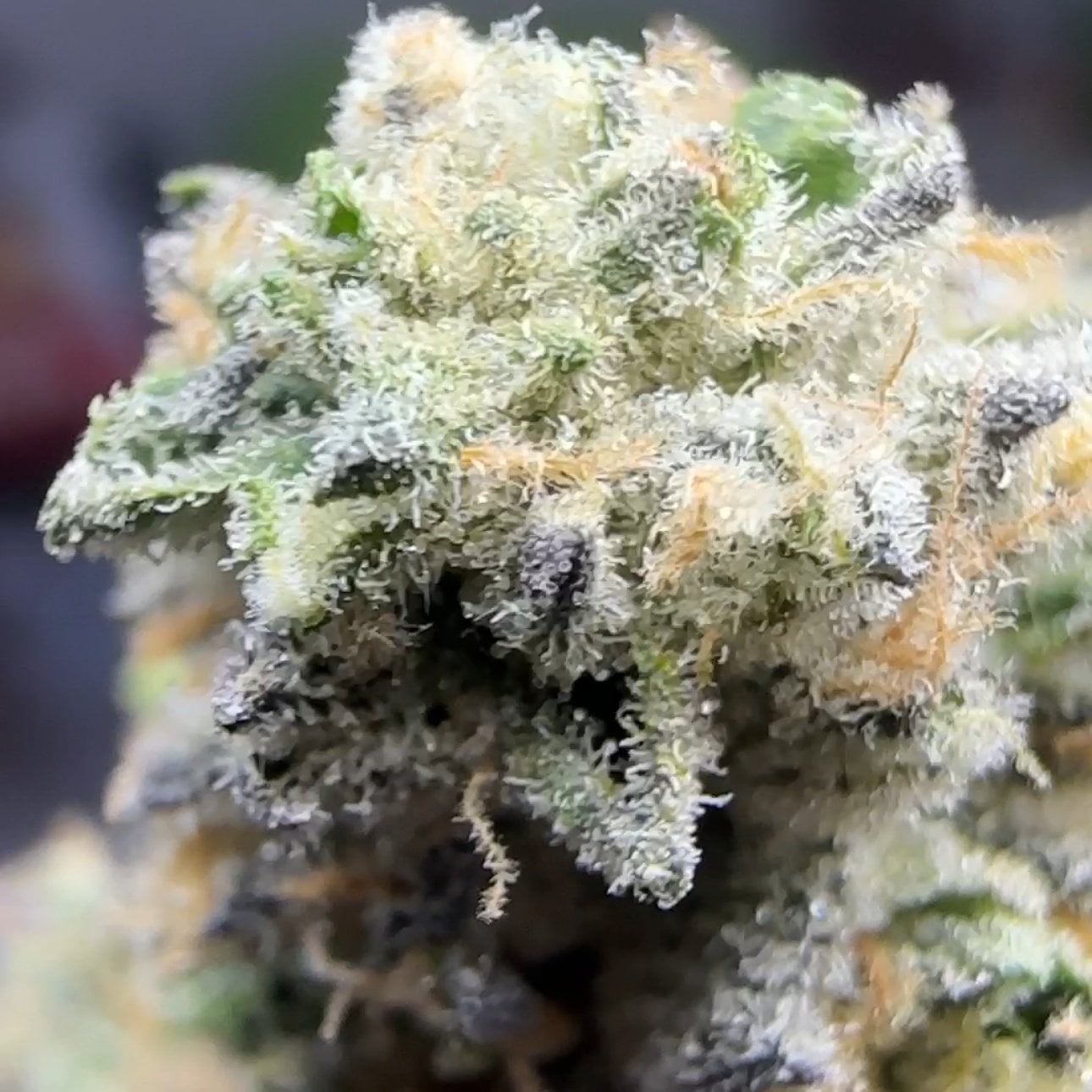 Gunpala Cannabis