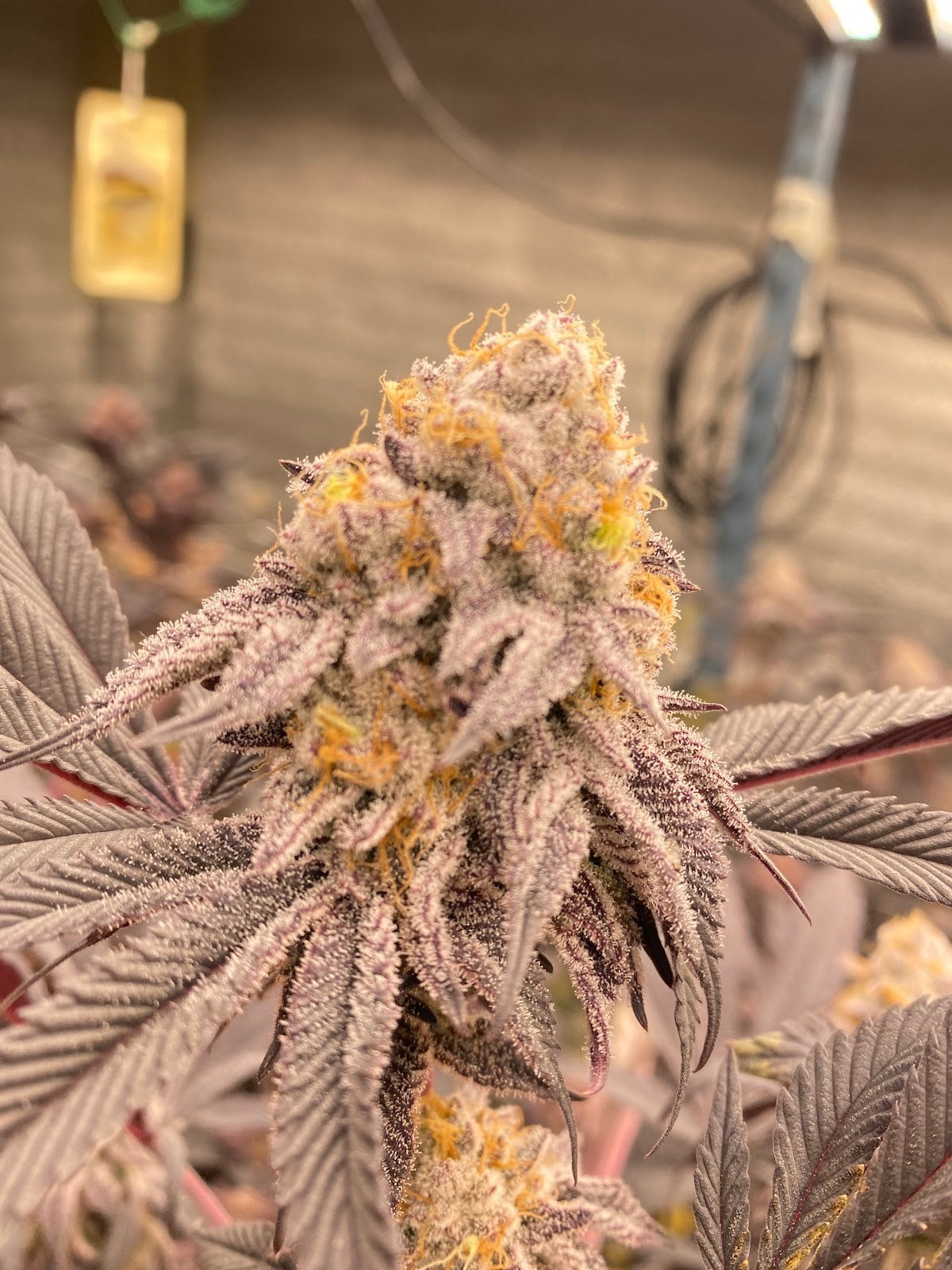 24&Cannabis Shop420