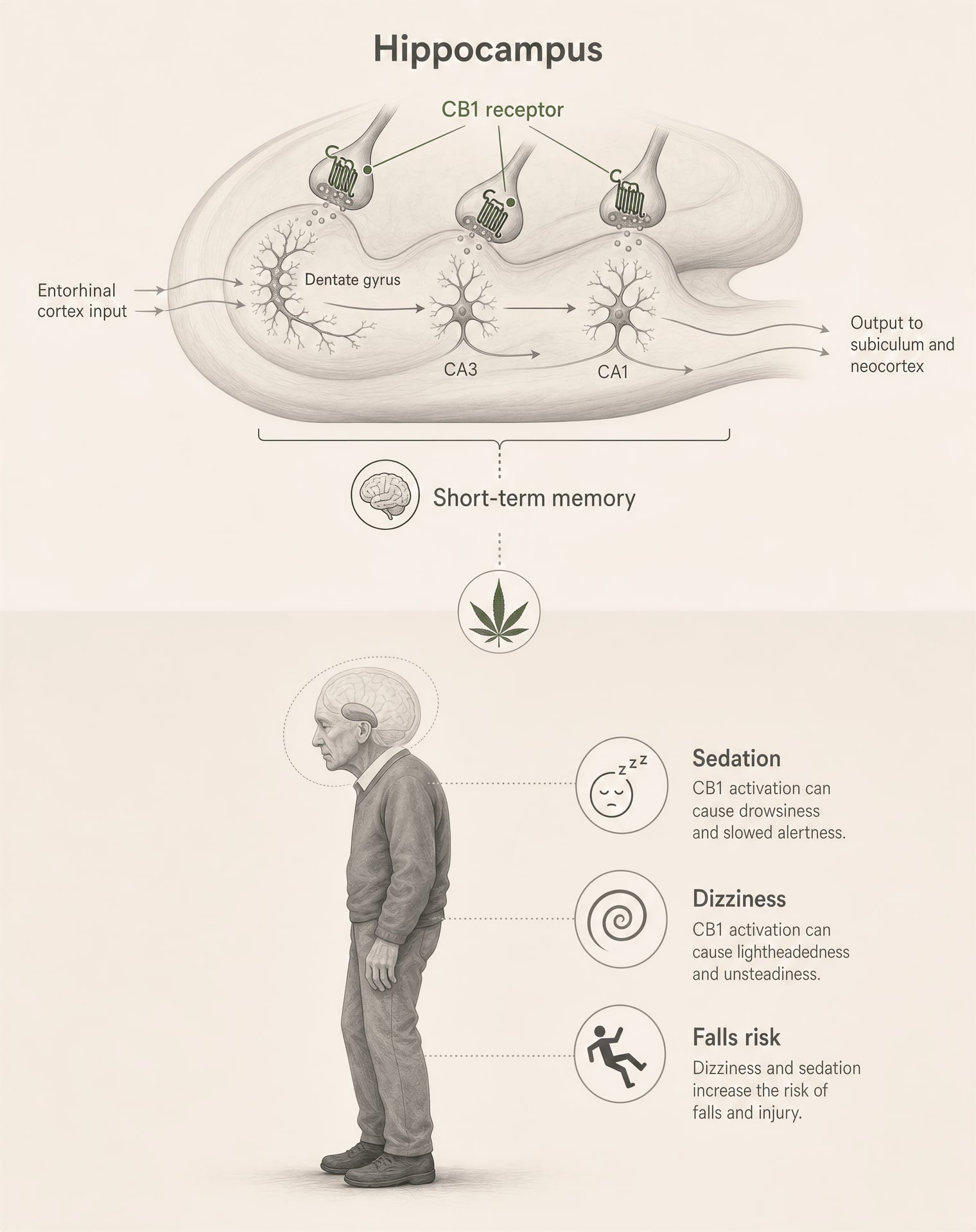 Illustration linking THC’s CB1 activity to memory disruption and falls risk in an older adult.