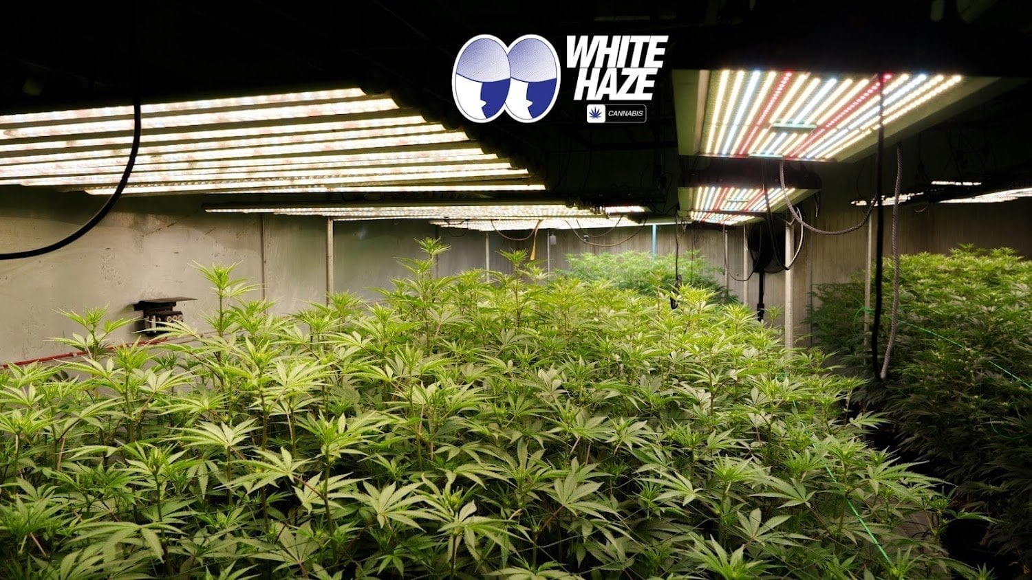 White Haze