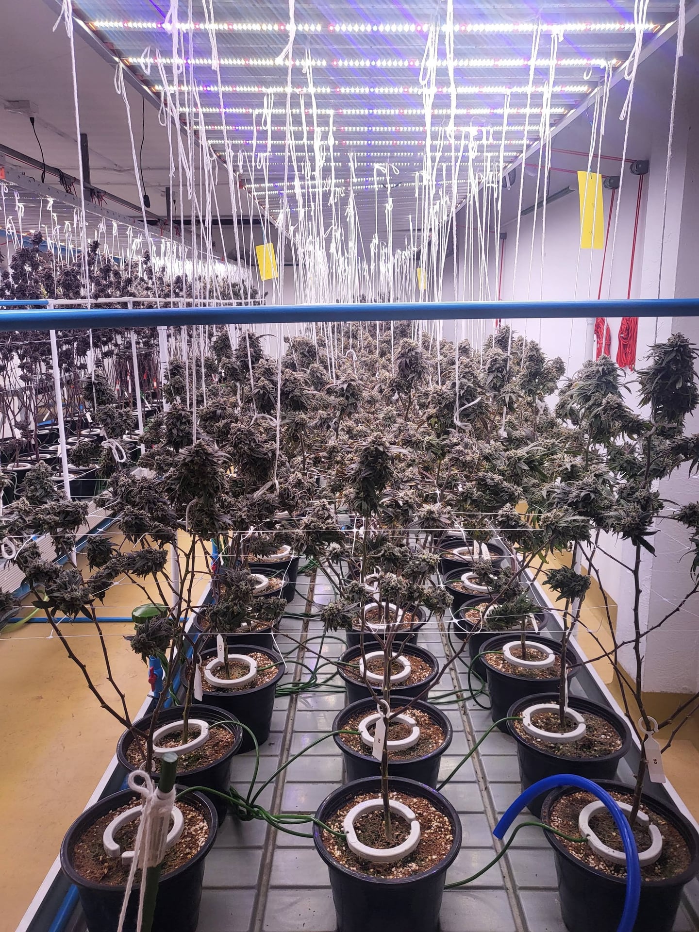 Verdant Remedy - Indoor Cannabis Farm By