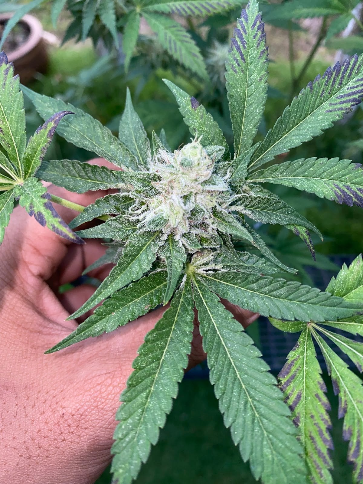 MR.Surprise Cannabis