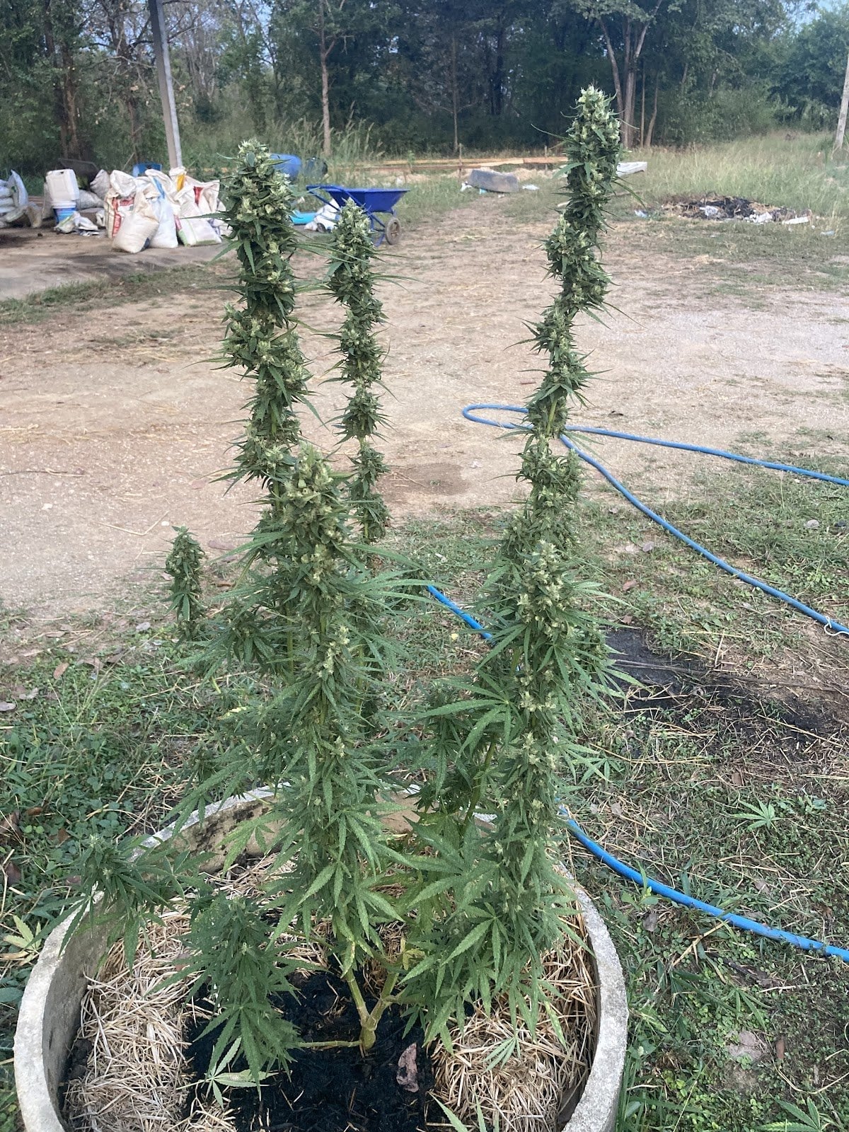 Cannabis Sonta Garden